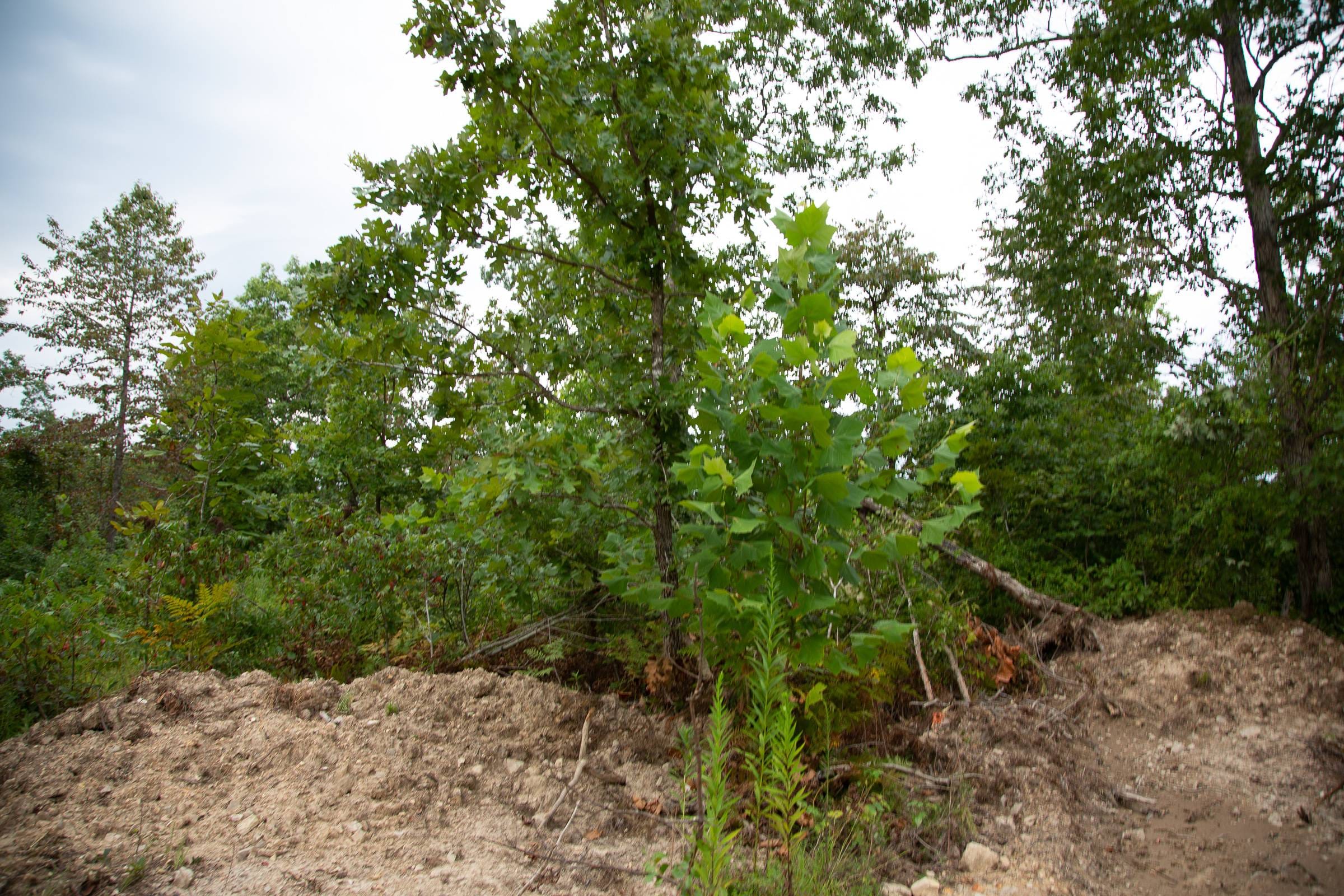 Borgmann’s Hollow Phase II Tract 40 photo 9