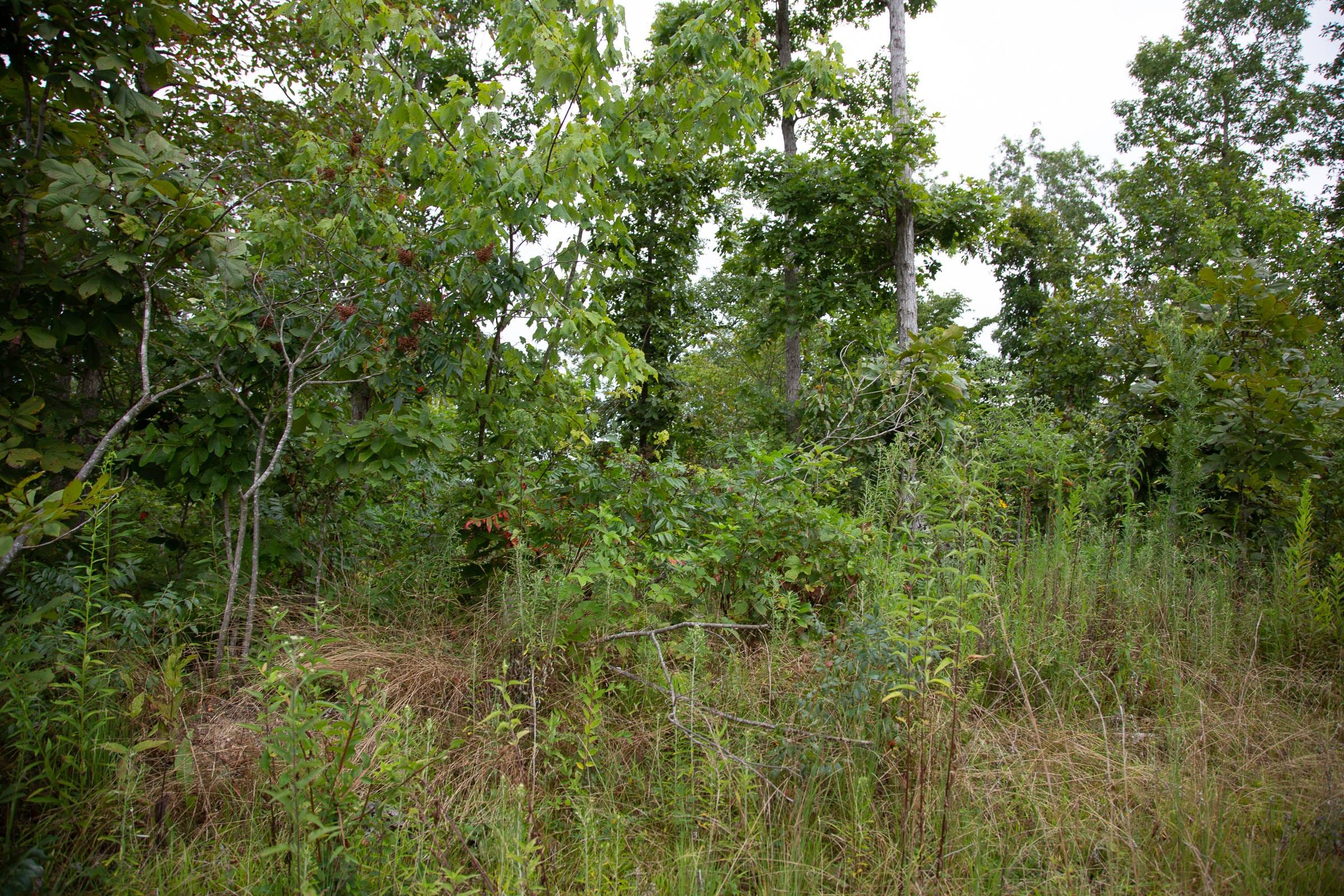 Borgmann’s Hollow Phase II Tract 40 photo 10