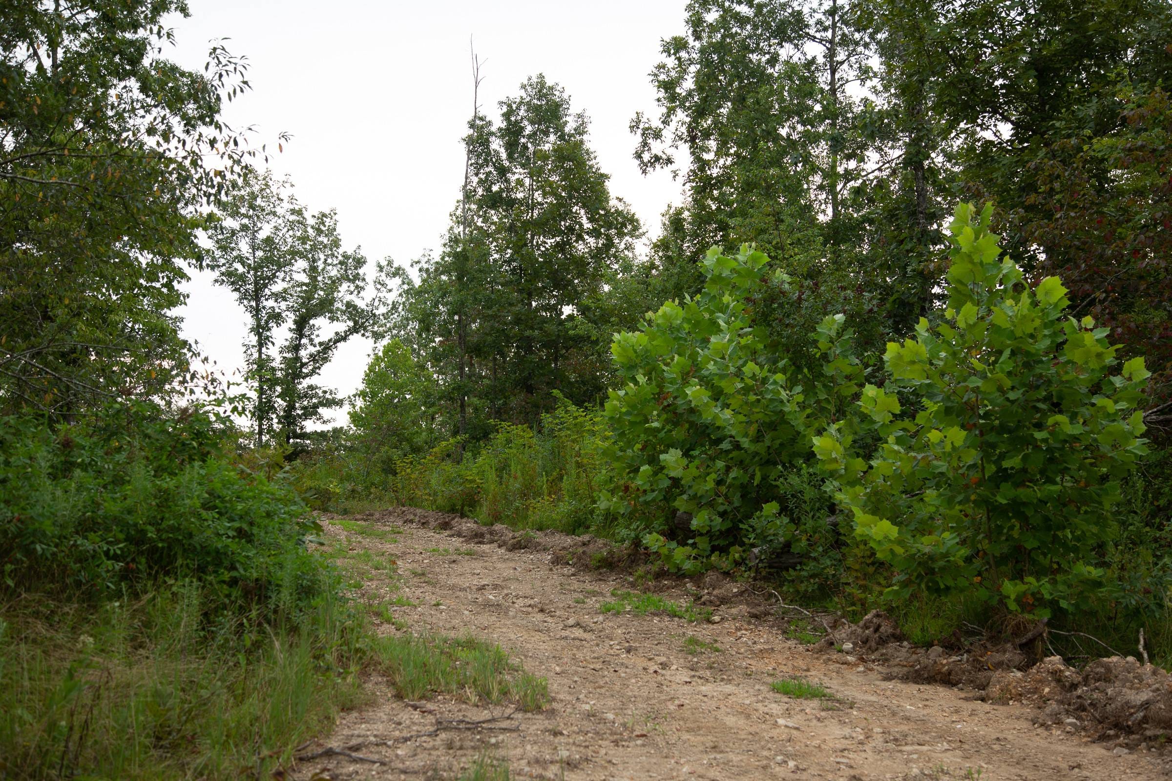 Borgmann’s Hollow Phase II Tract 40 photo 11