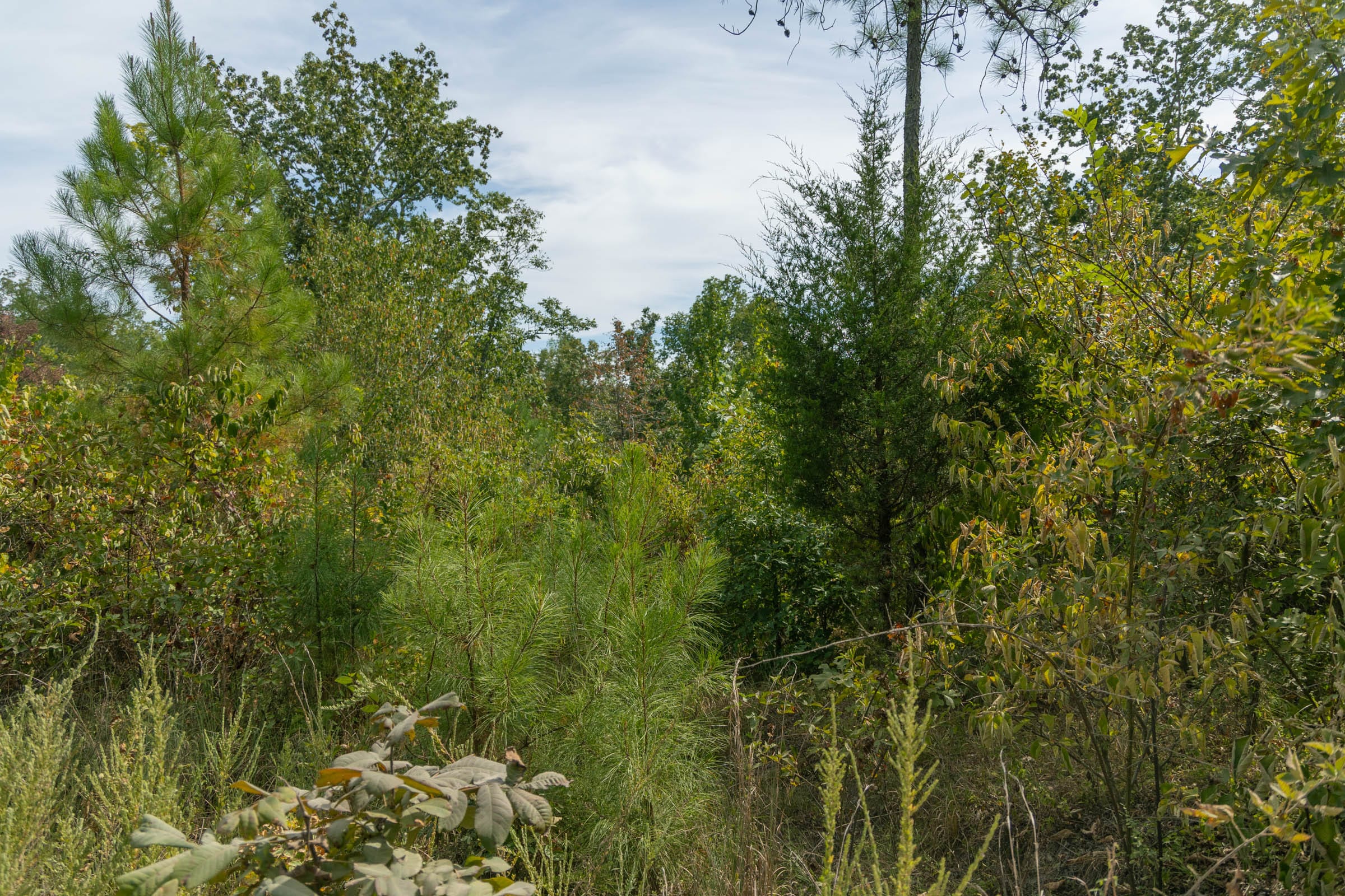 Big White Oak Tract 30 photo 2