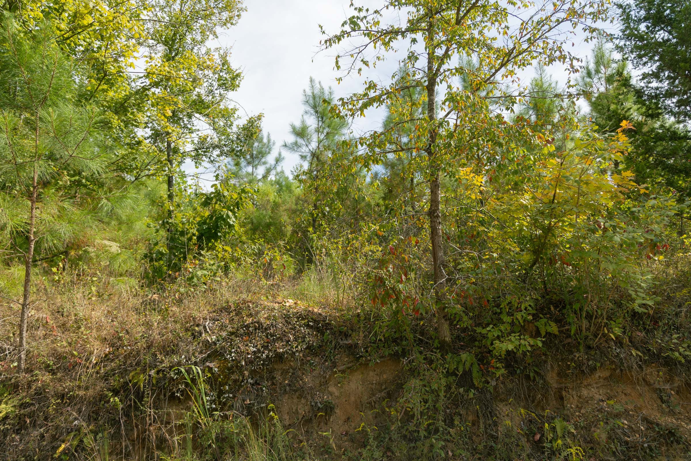 Big White Oak Tract 30 photo 7