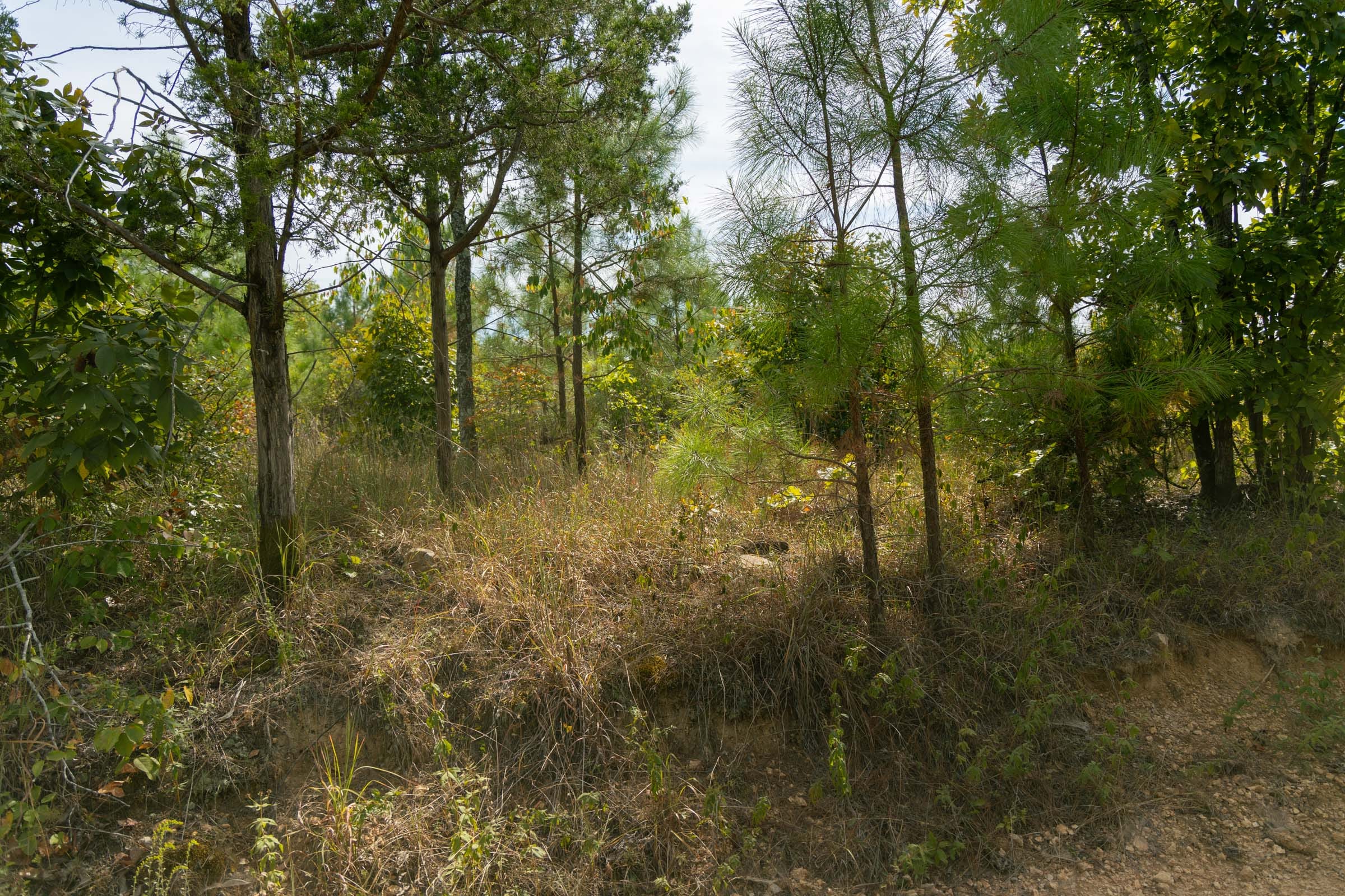 Big White Oak Tract 30 photo 8