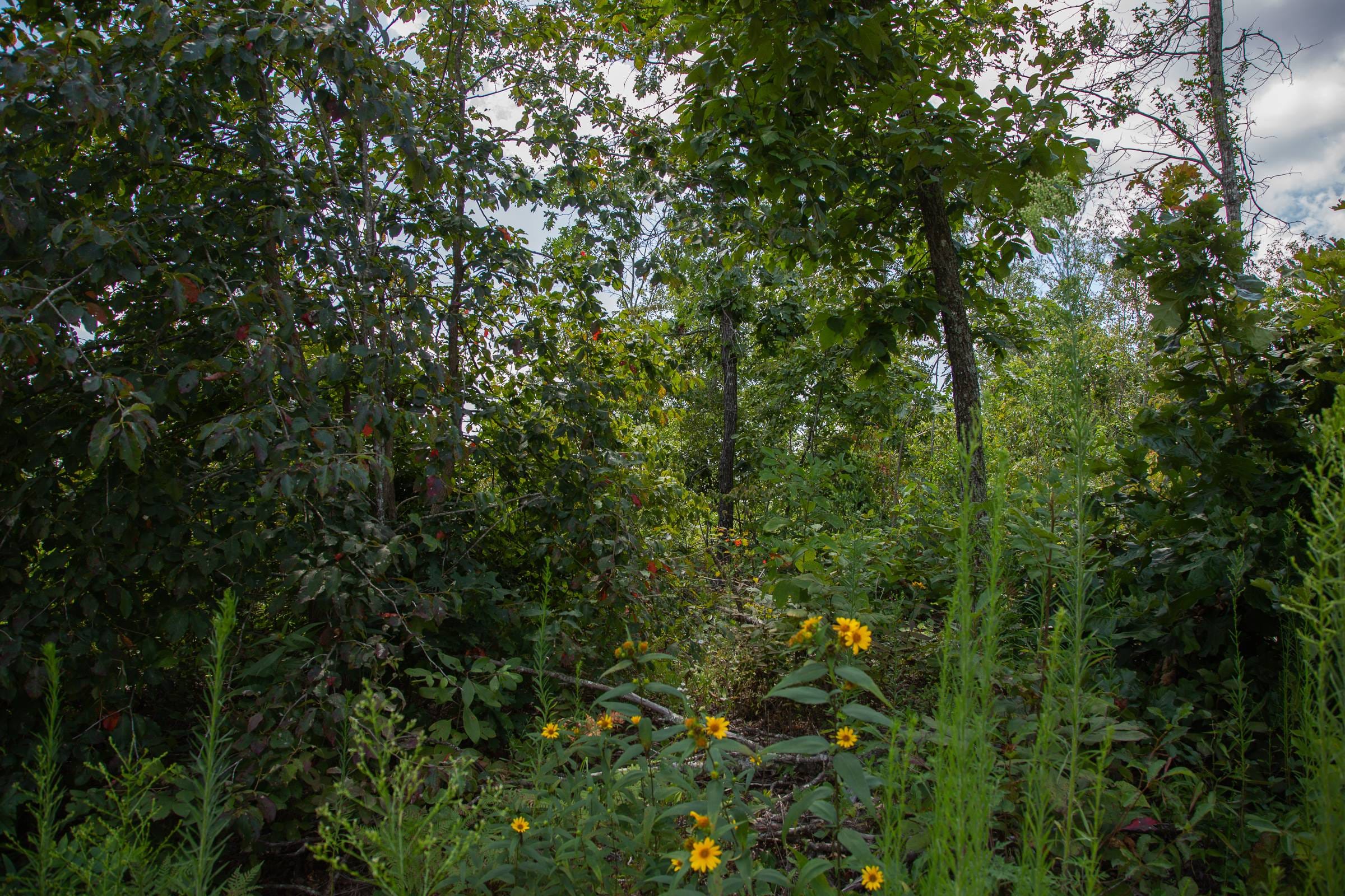 Borgmann’s Hollow Phase I Tract 14 photo 8