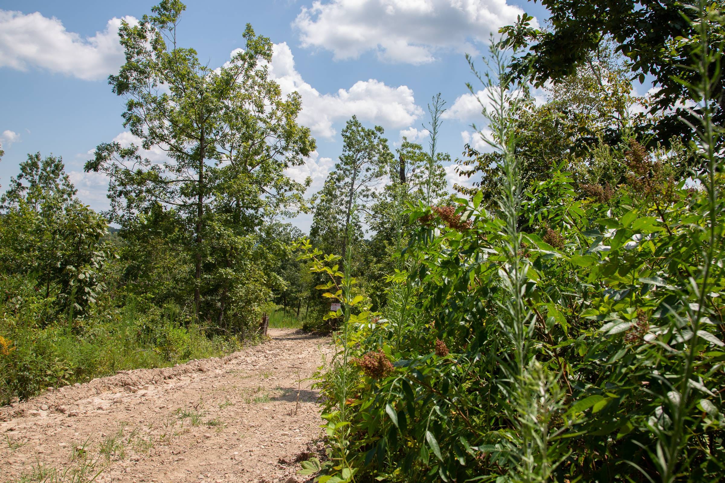 Borgmann’s Hollow Phase I Tract 14 photo 9