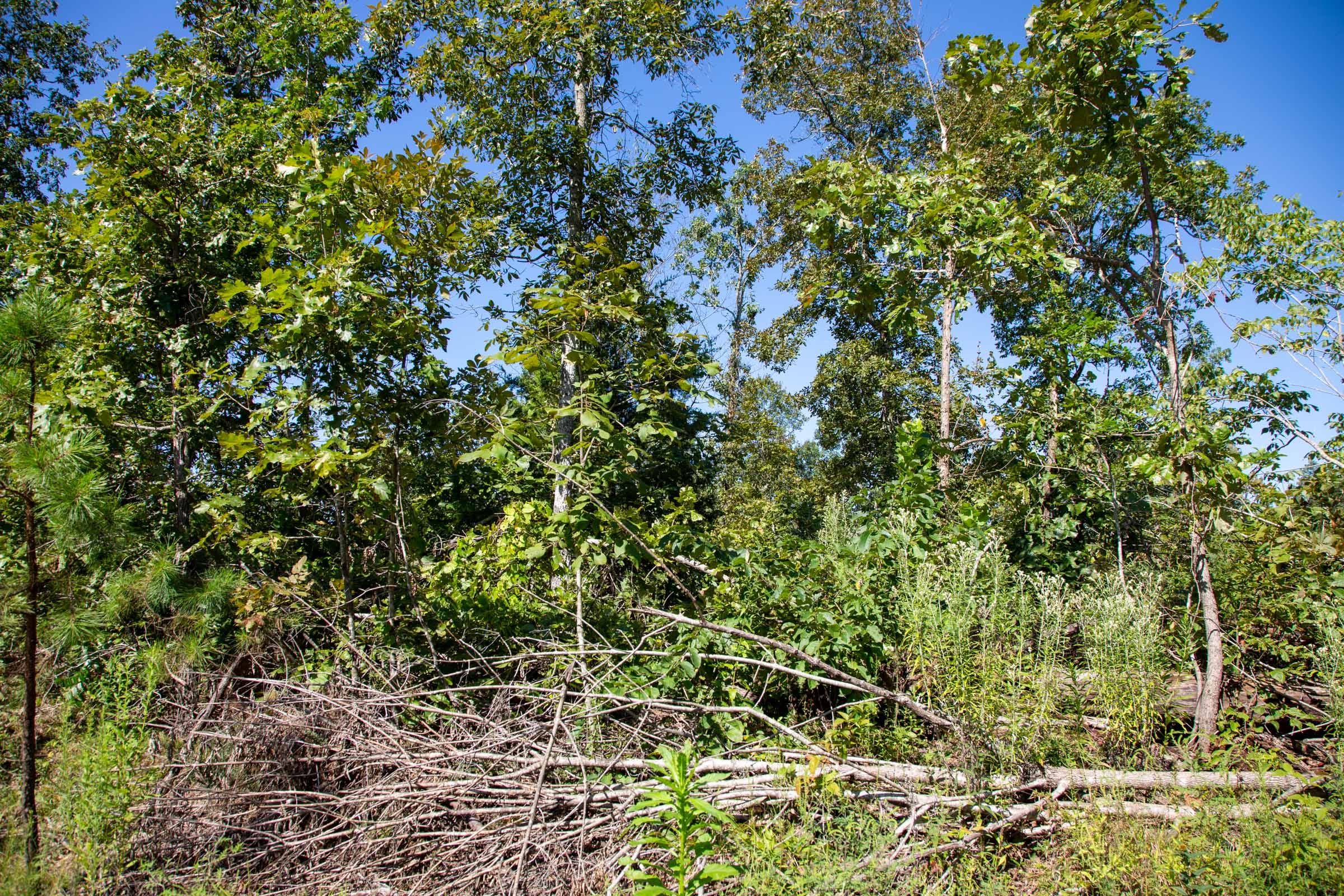 Borgmann’s Hollow Phase II Tract 68 photo 3
