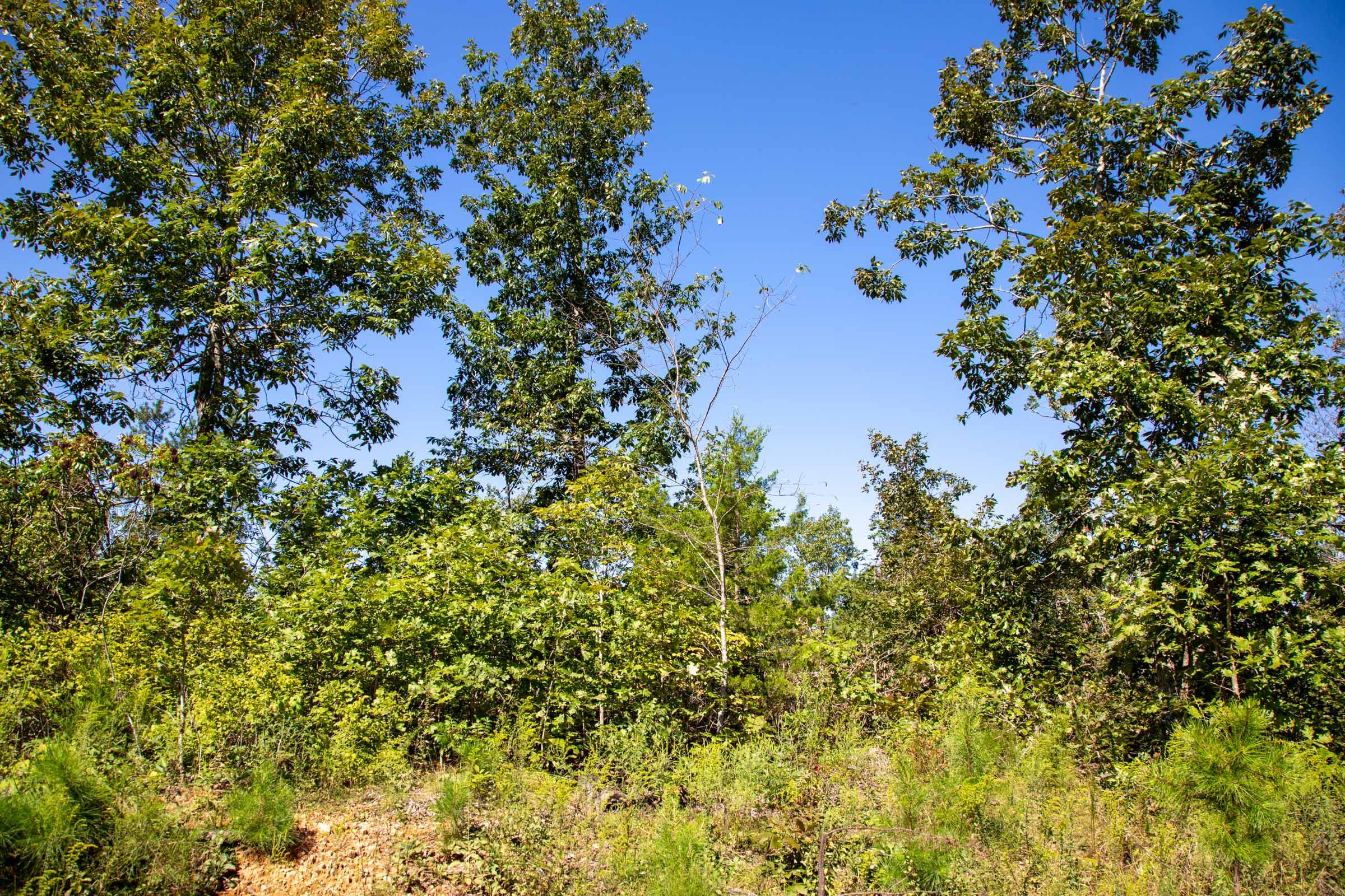 Borgmann’s Hollow Phase II Tract 68 photo 4