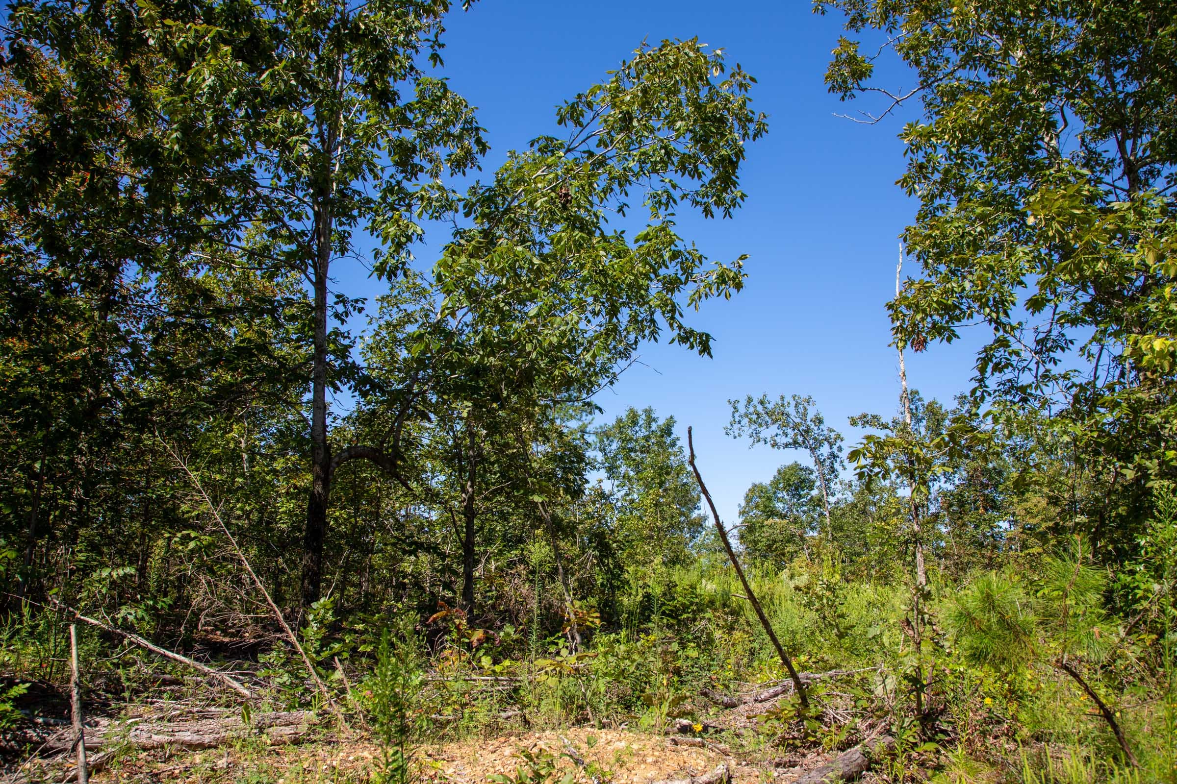 Borgmann’s Hollow Phase II Tract 68 photo 5