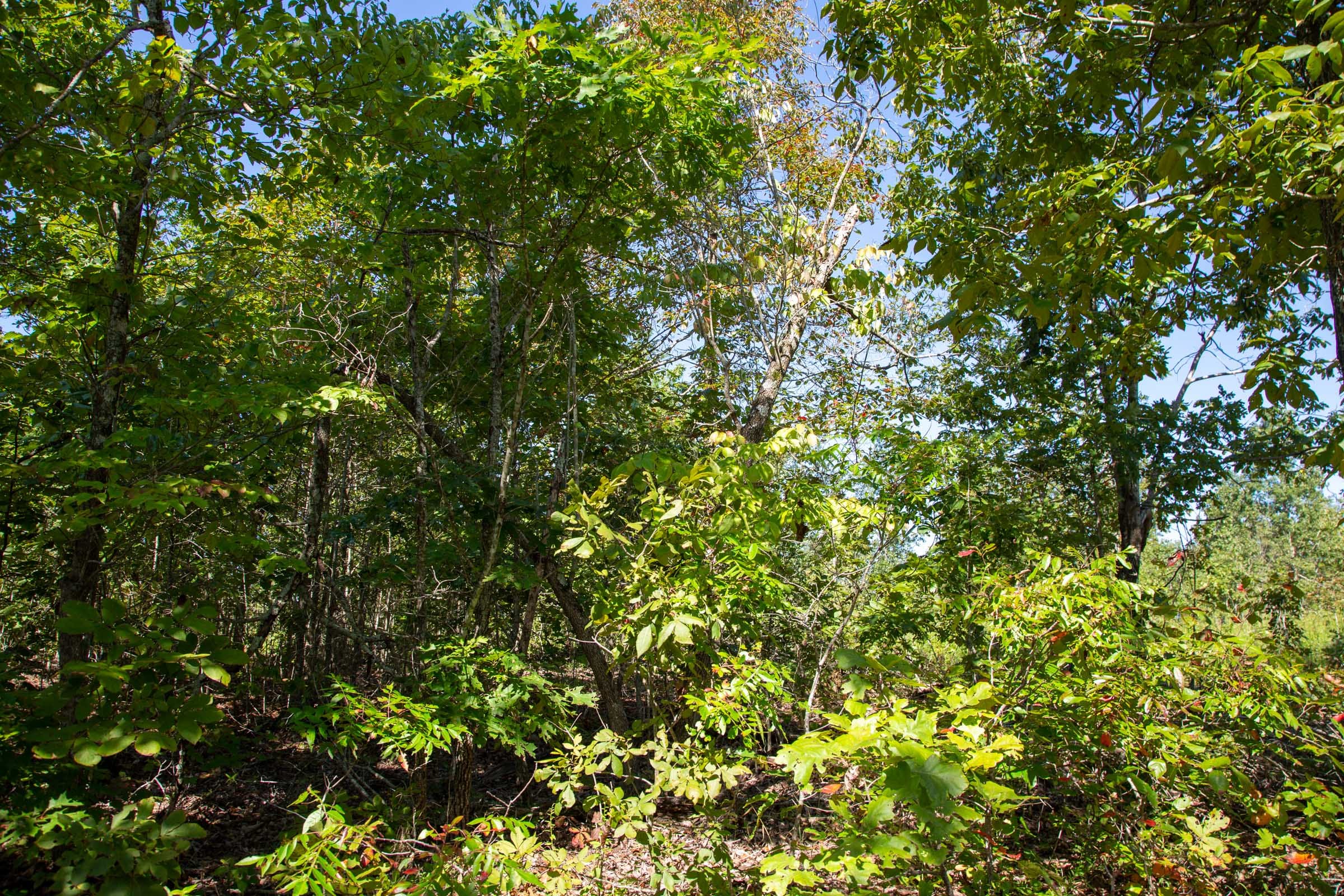 Borgmann’s Hollow Phase II Tract 68 photo 6