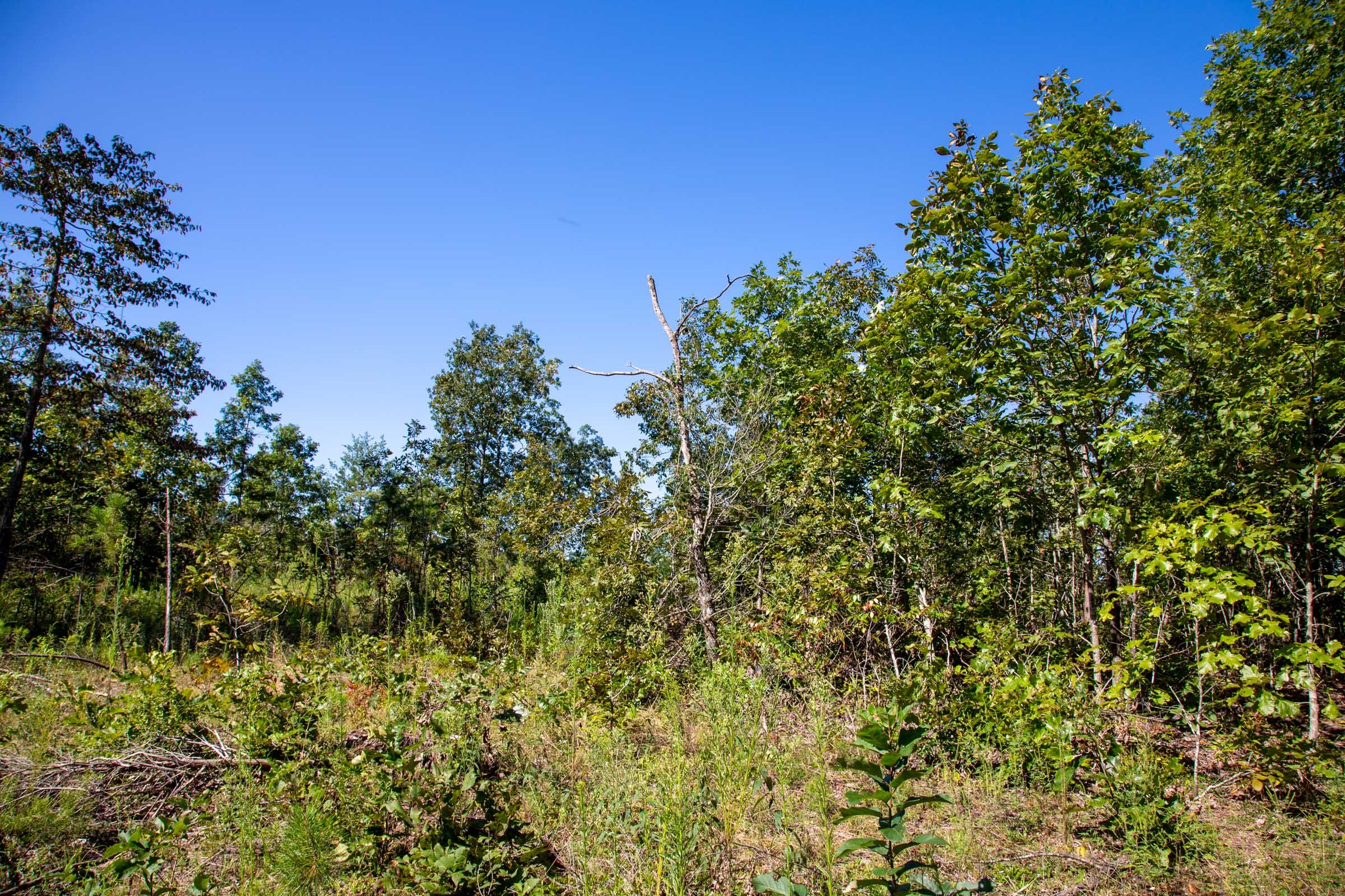 Borgmann’s Hollow Phase II Tract 68 photo 7