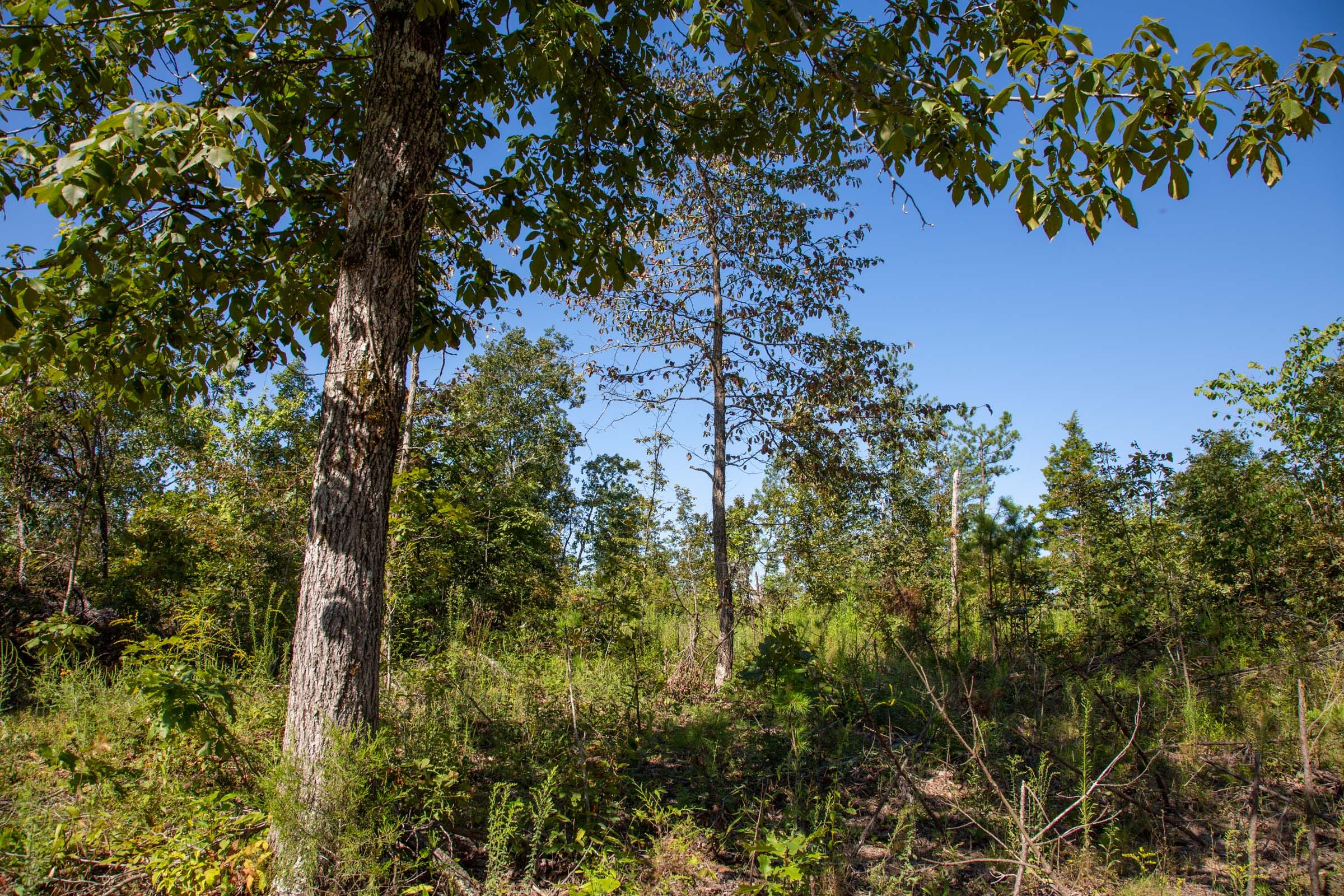 Borgmann’s Hollow Phase II Tract 68 photo 8