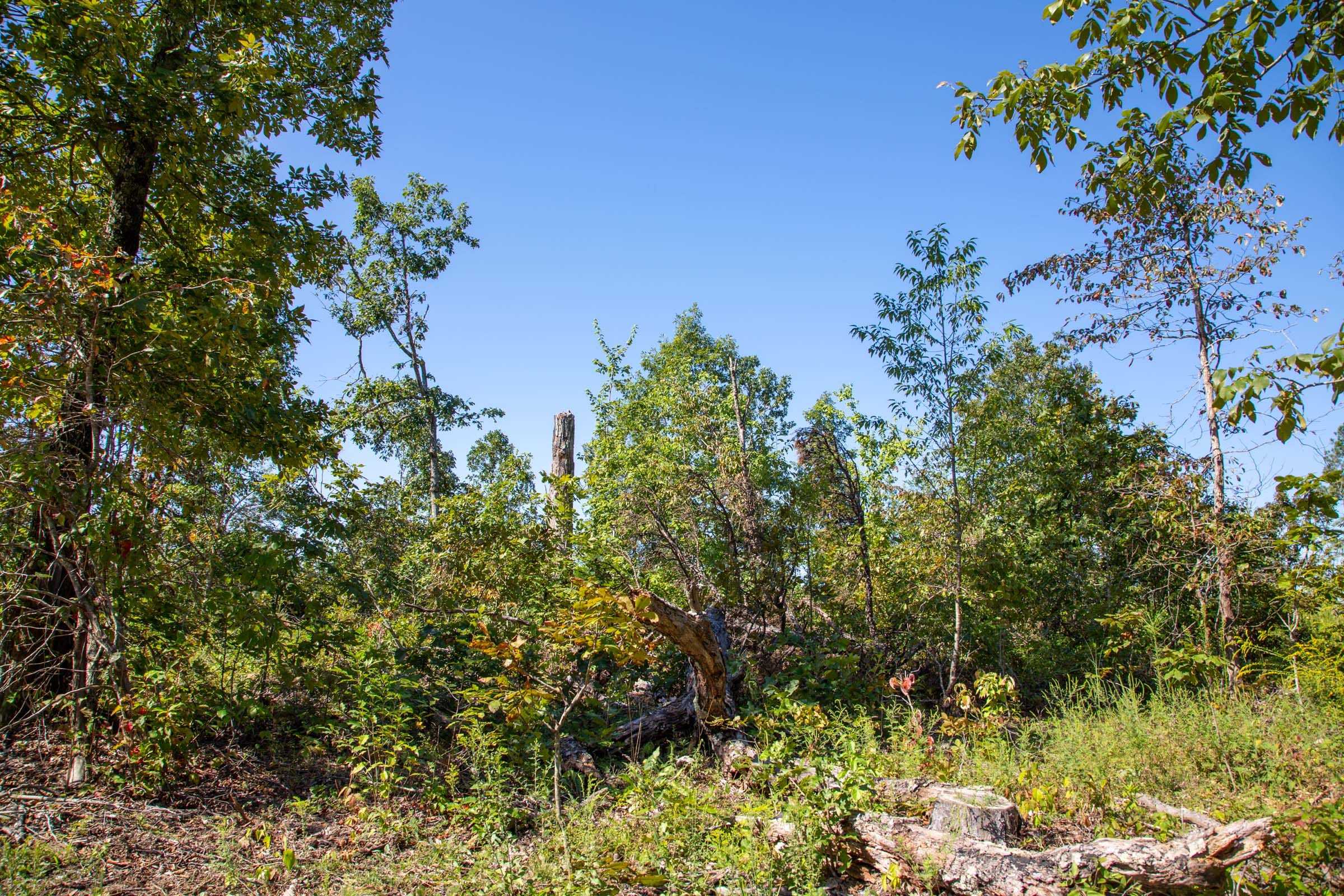 Borgmann’s Hollow Phase II Tract 68 photo 9