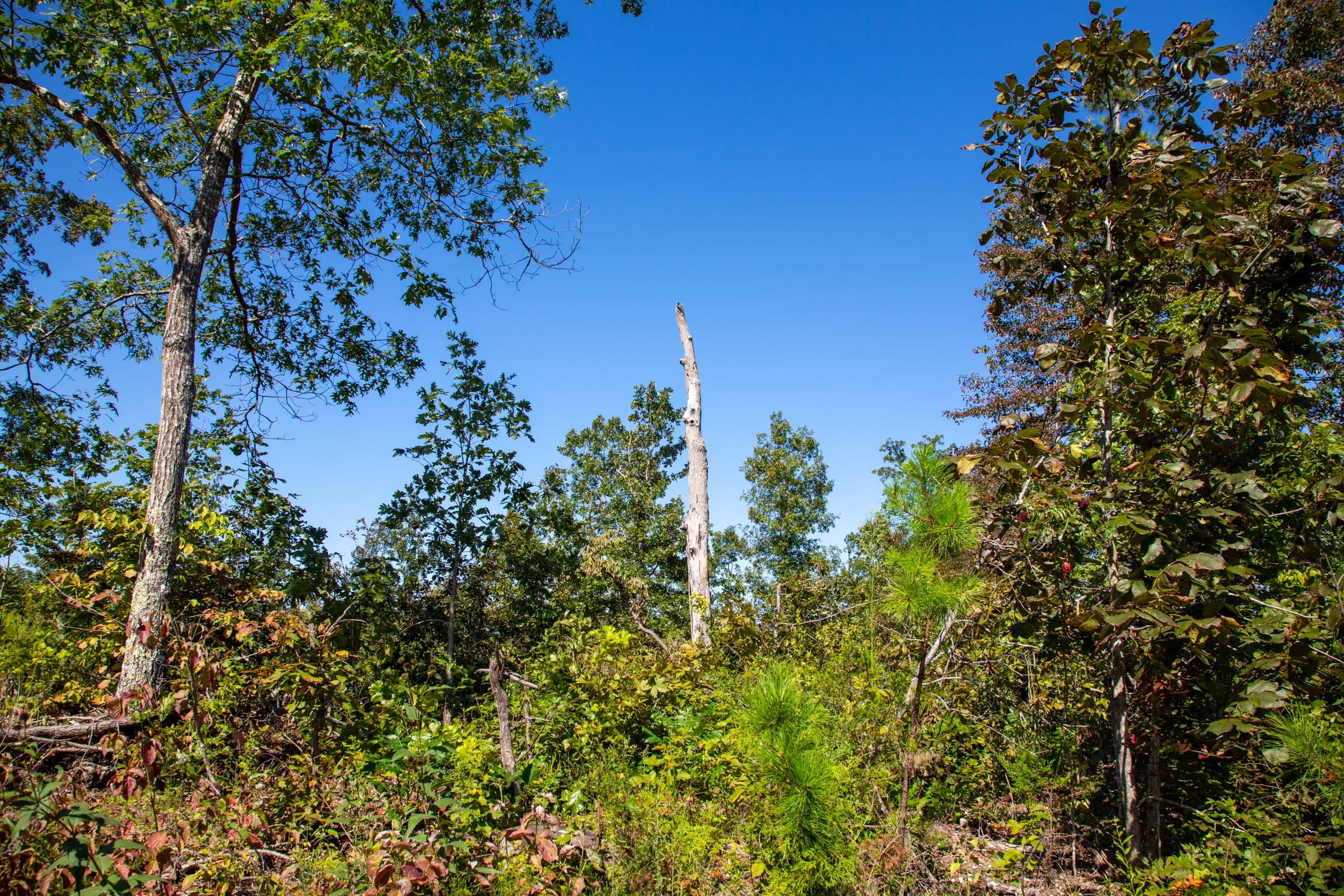 Borgmann’s Hollow Phase II Tract 68 photo 10