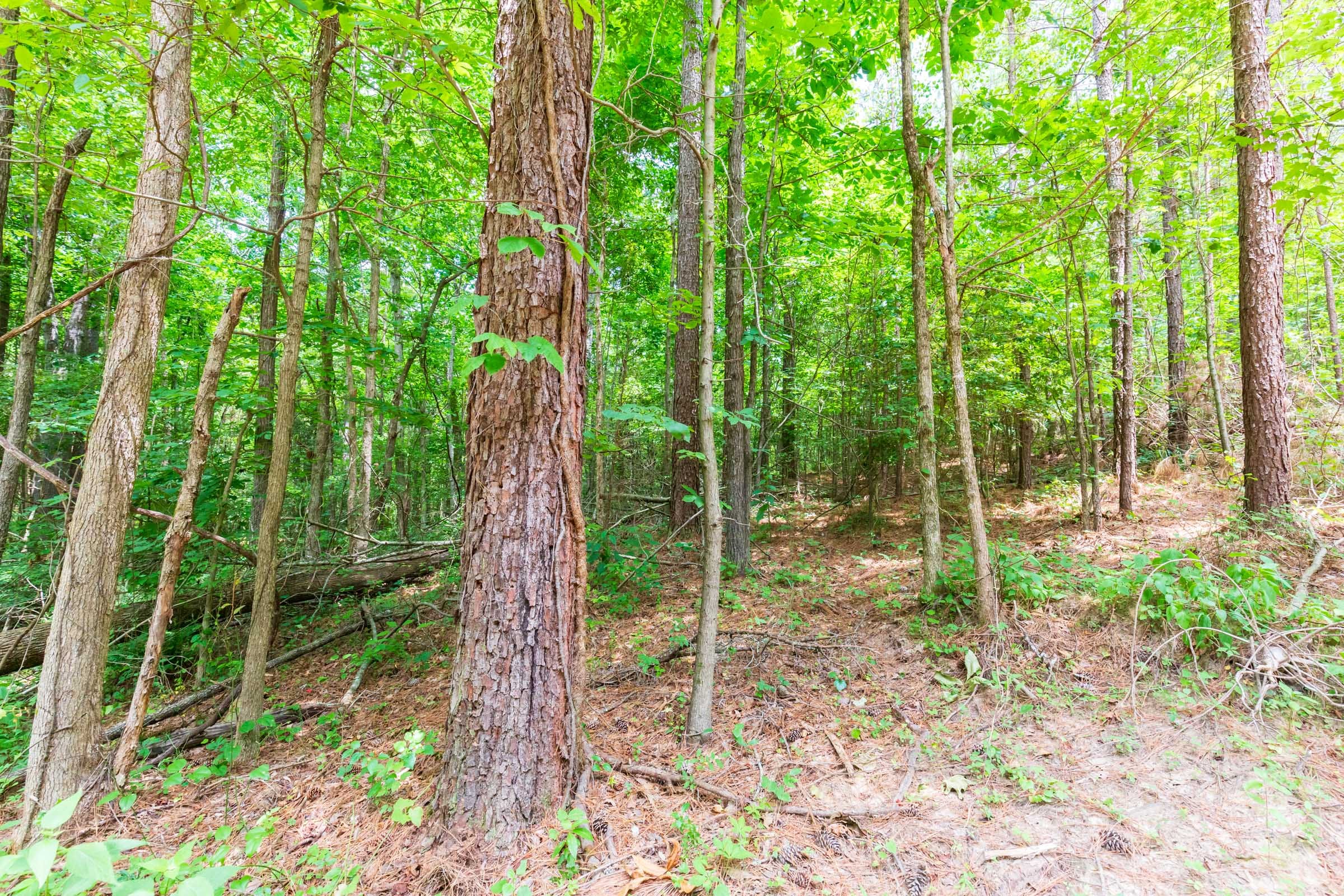 Whiskey Ridge Tract 105 photo 2