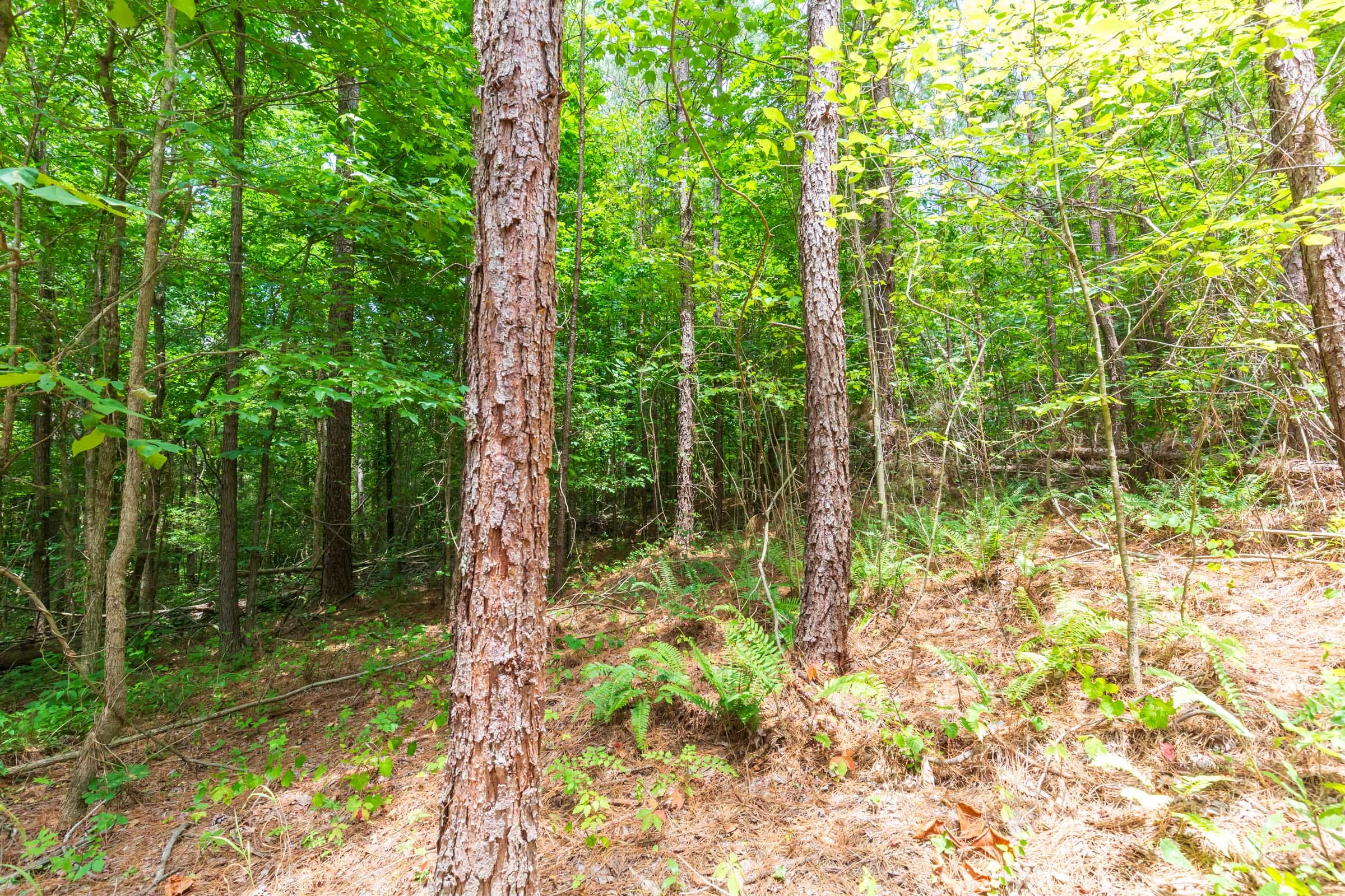 Whiskey Ridge Tract 105 photo 3