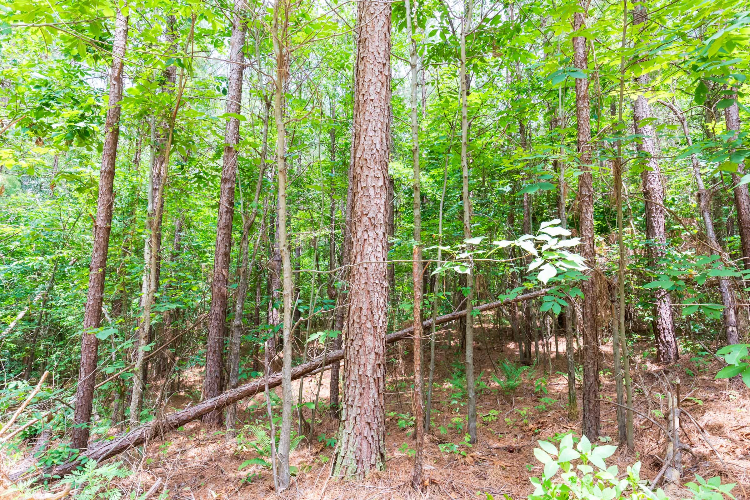 Whiskey Ridge Tract 105 photo 4