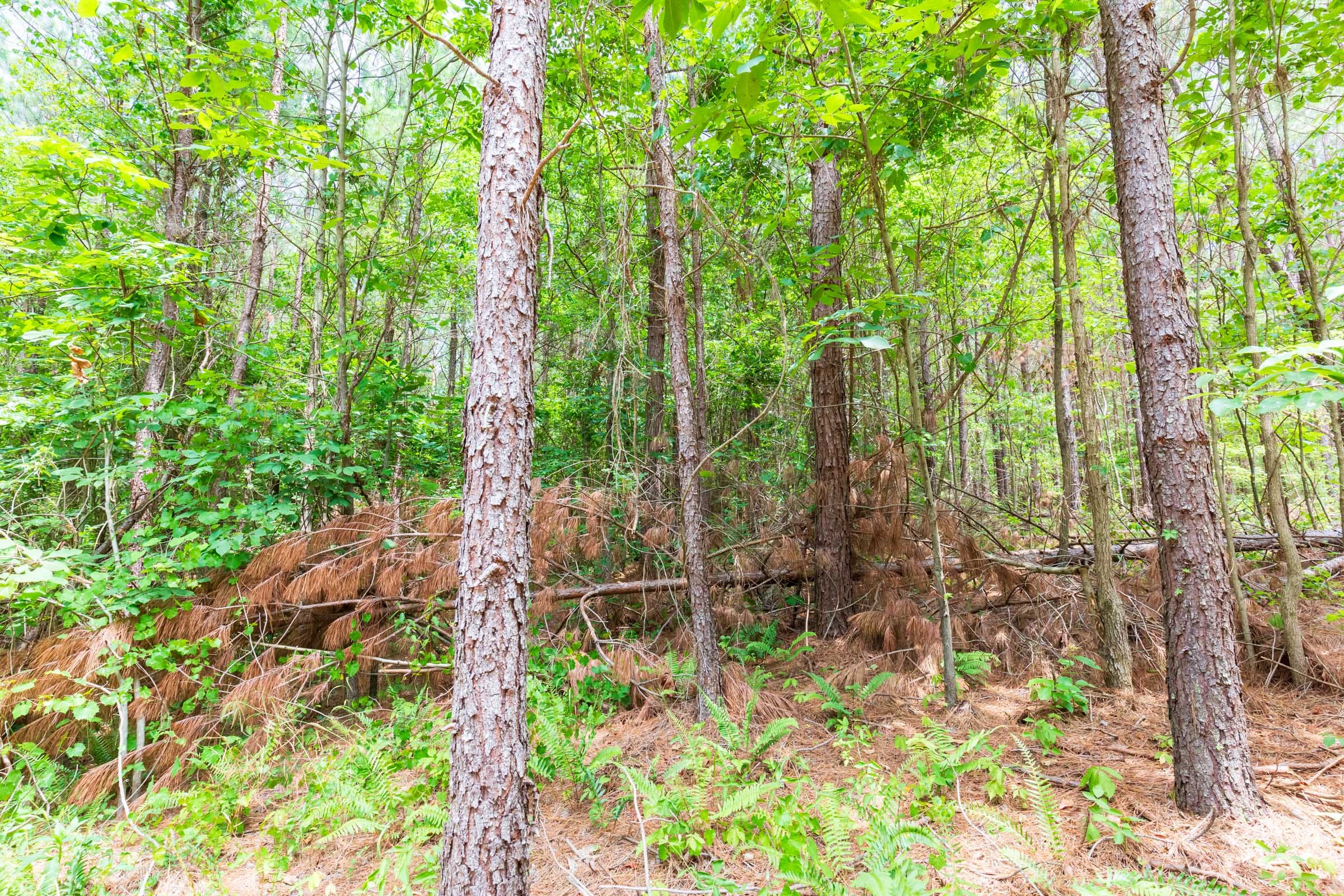 Whiskey Ridge Tract 105 photo 5