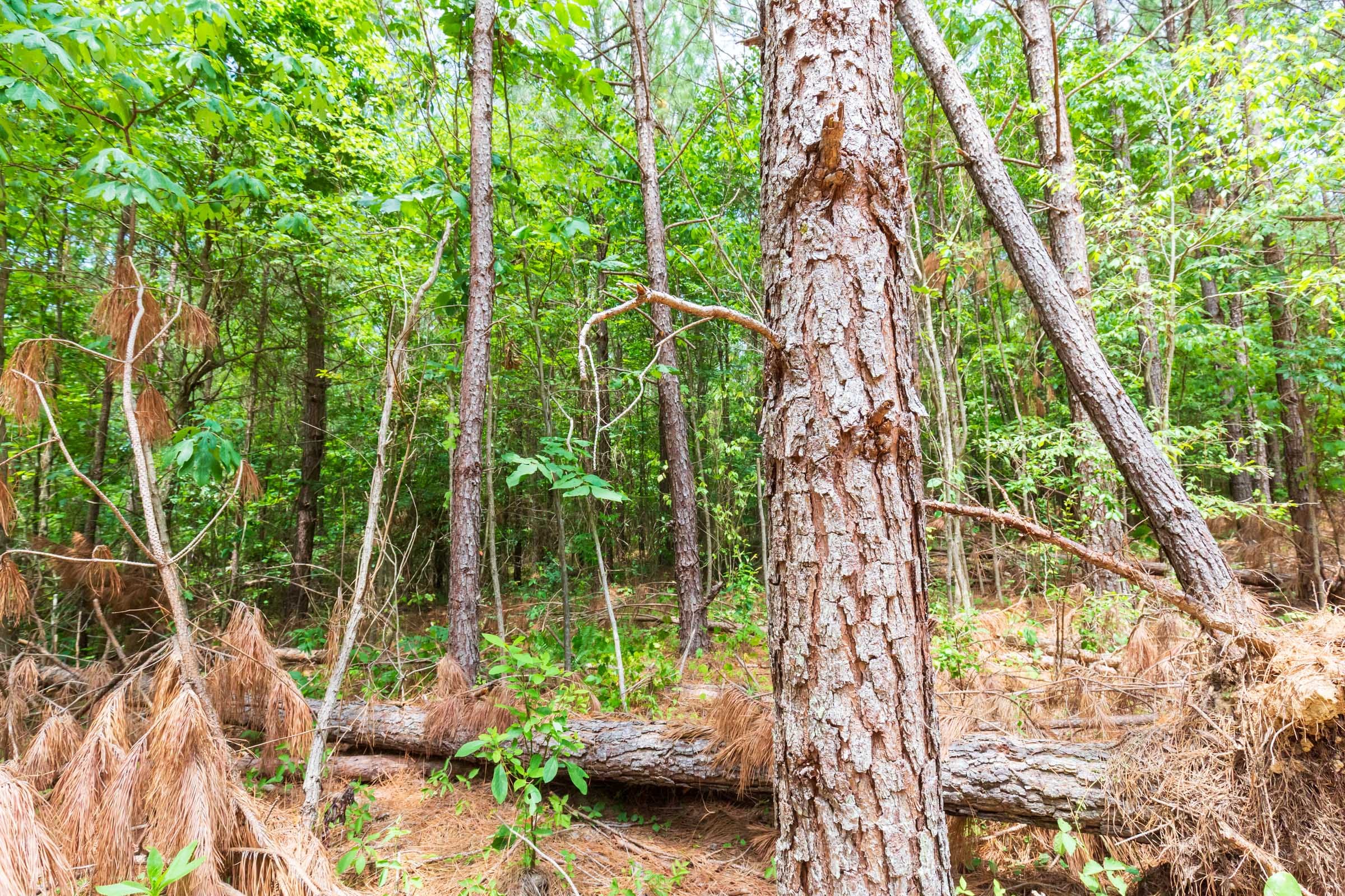 Whiskey Ridge Tract 105 photo 8