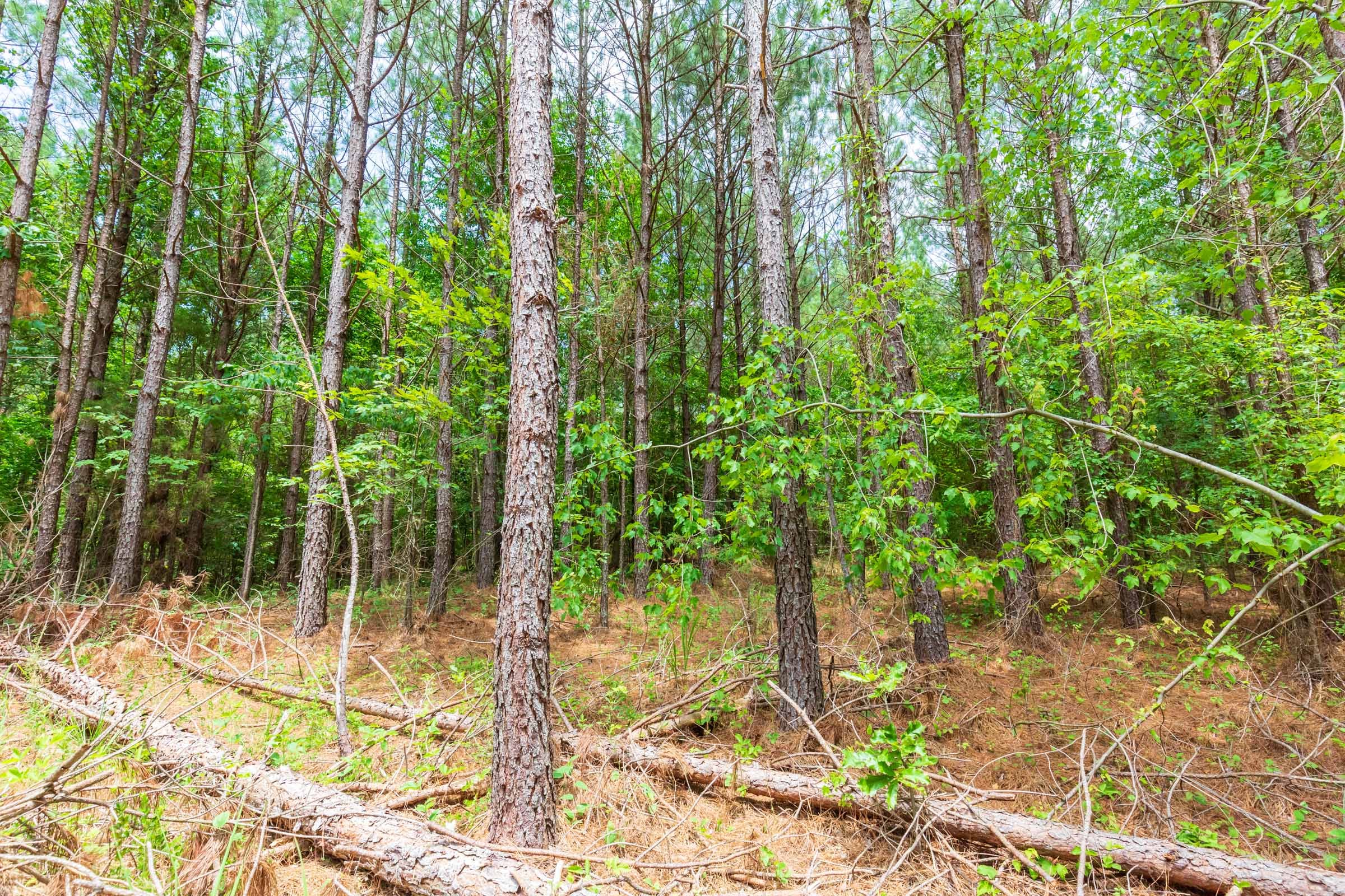 Whiskey Ridge Tract 105 photo 9