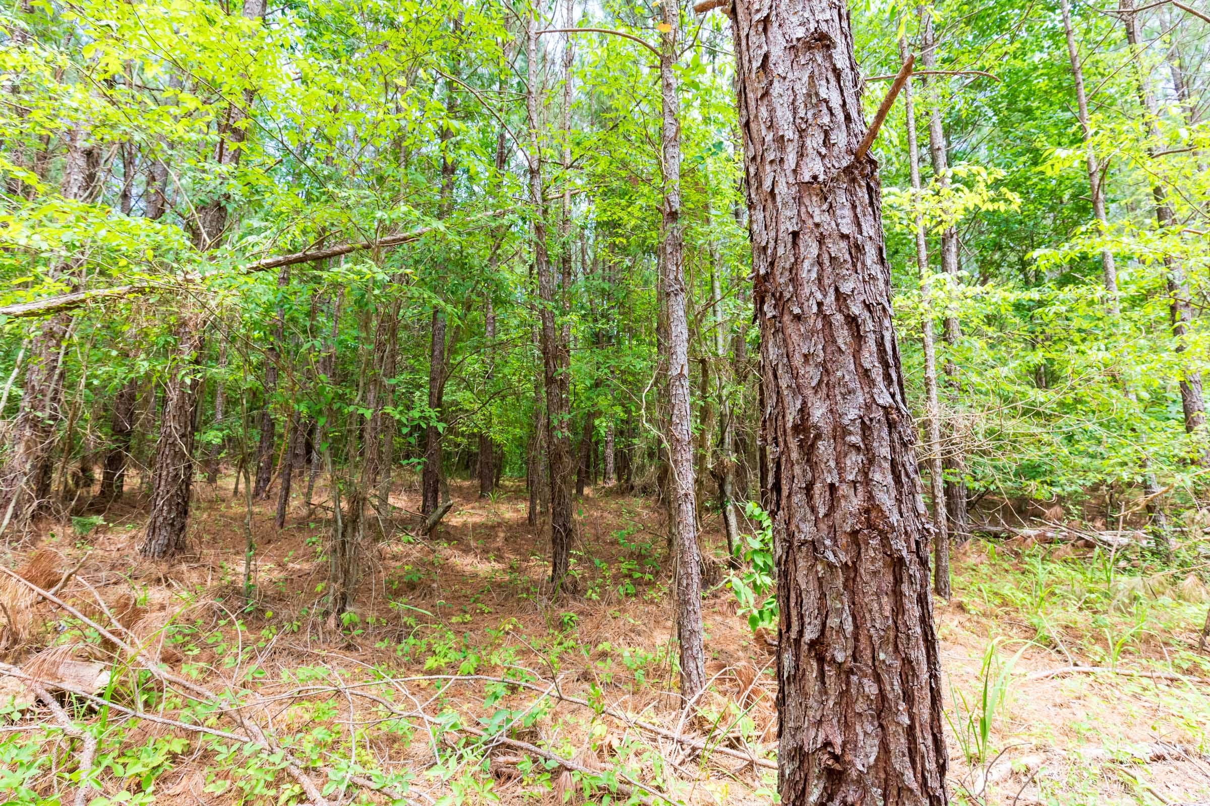 Whiskey Ridge Tract 105 photo 10
