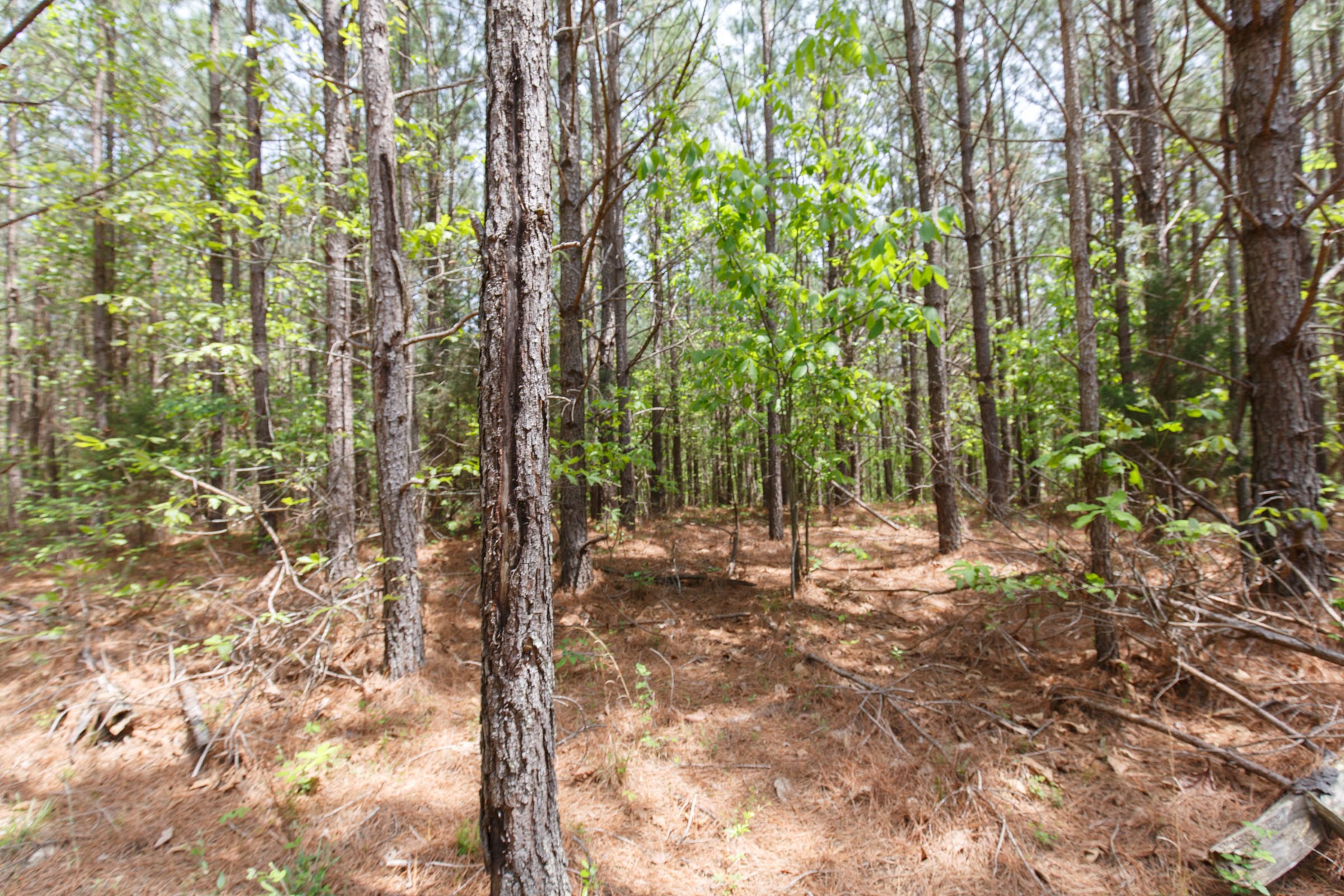 Red Barn Ranch Tract 63 photo 2