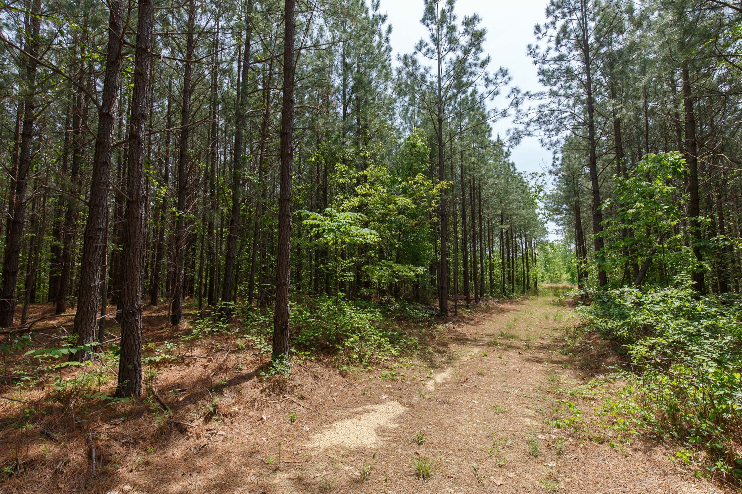 Red Barn Ranch Tract 63 photo 8