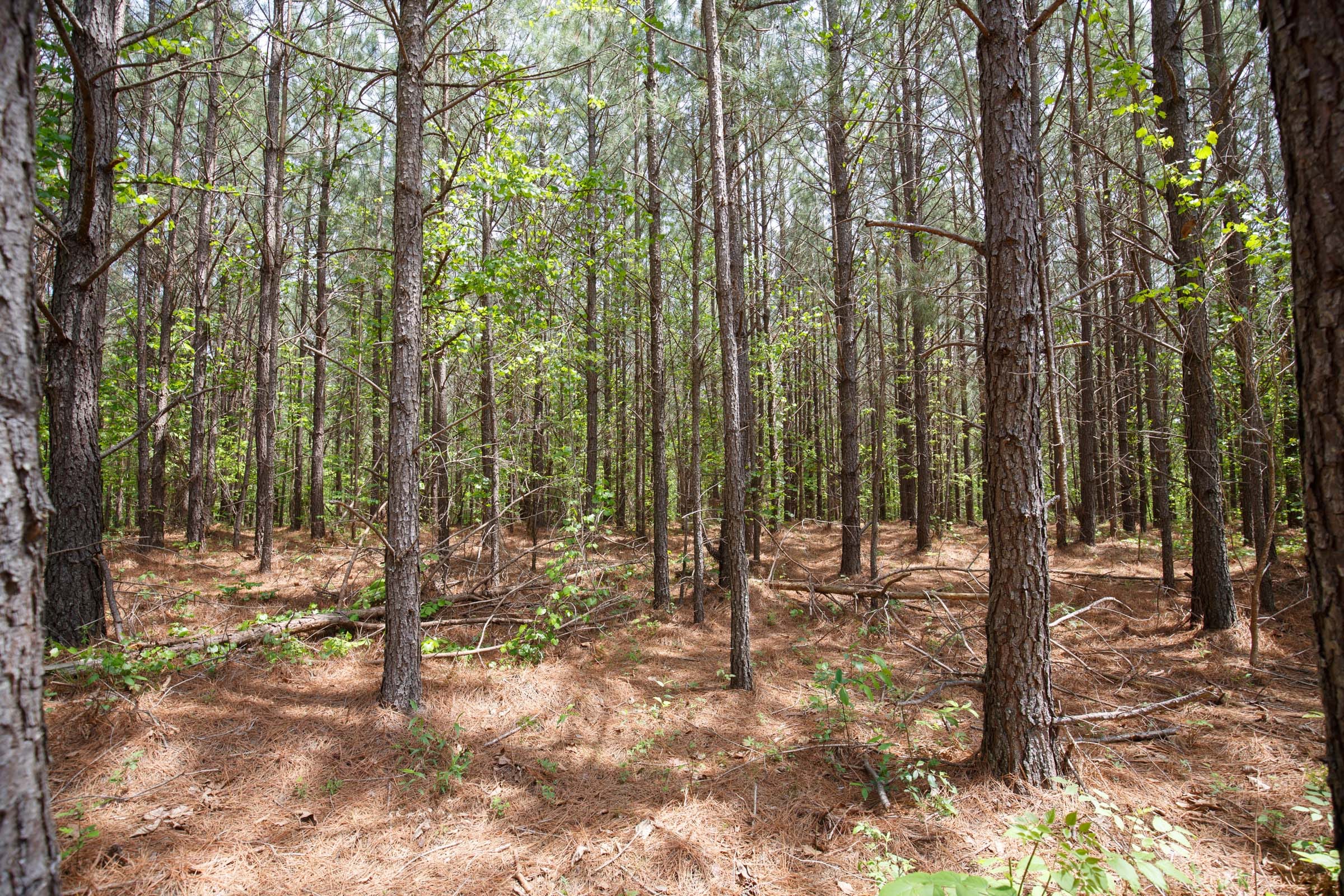 Red Barn Ranch Tract 63 photo 3