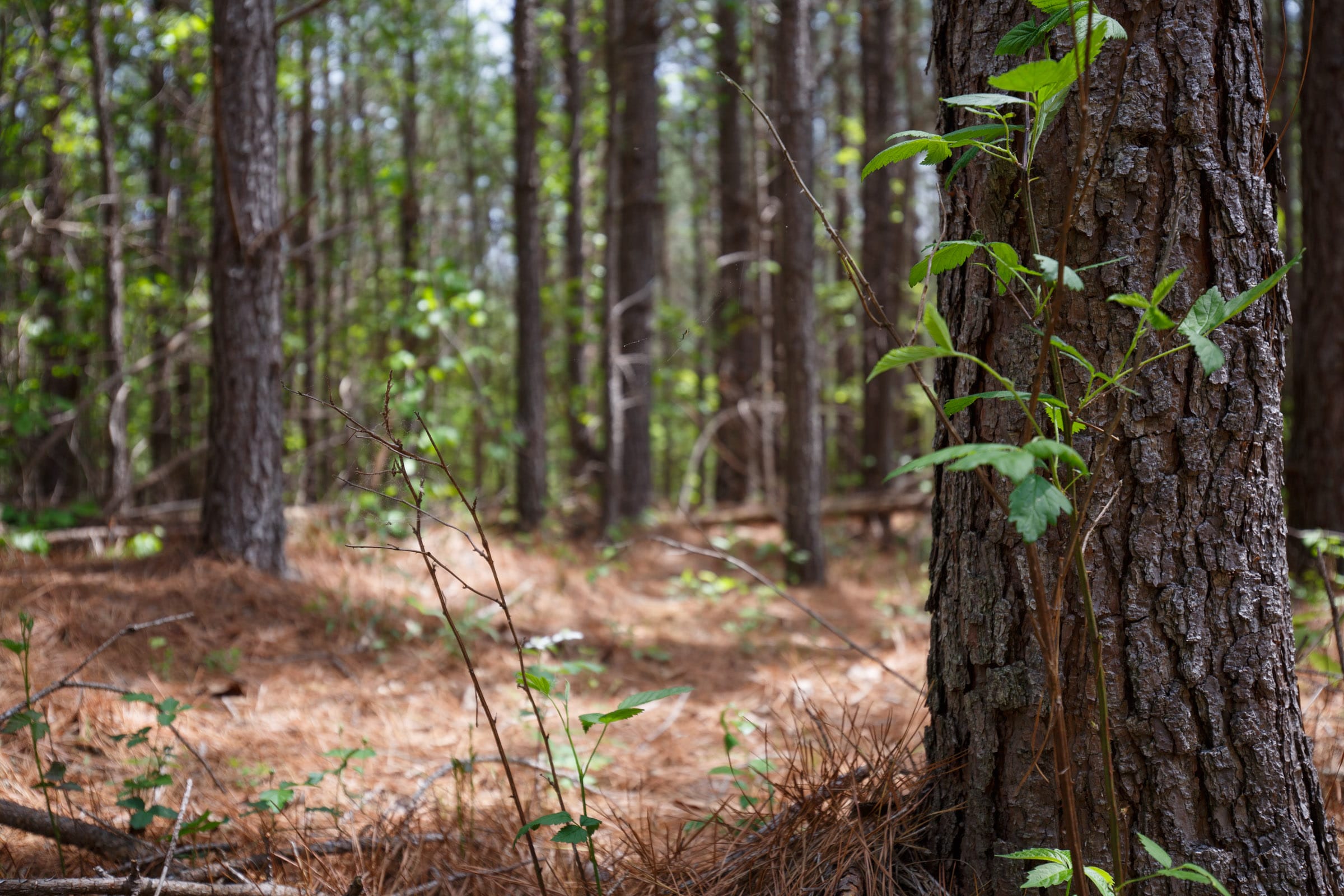 Red Barn Ranch Tract 63 photo 4