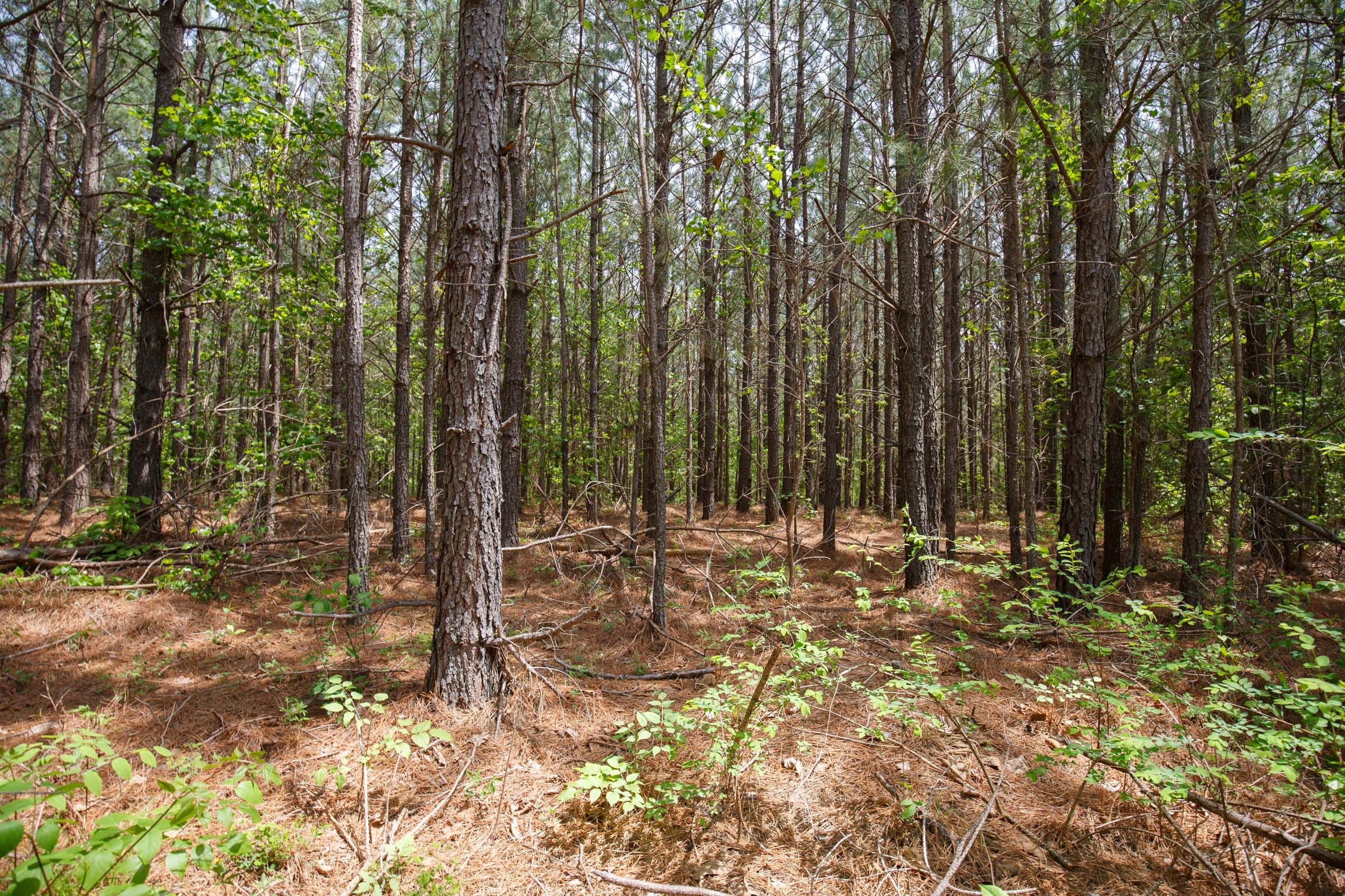 Red Barn Ranch Tract 63 photo 5