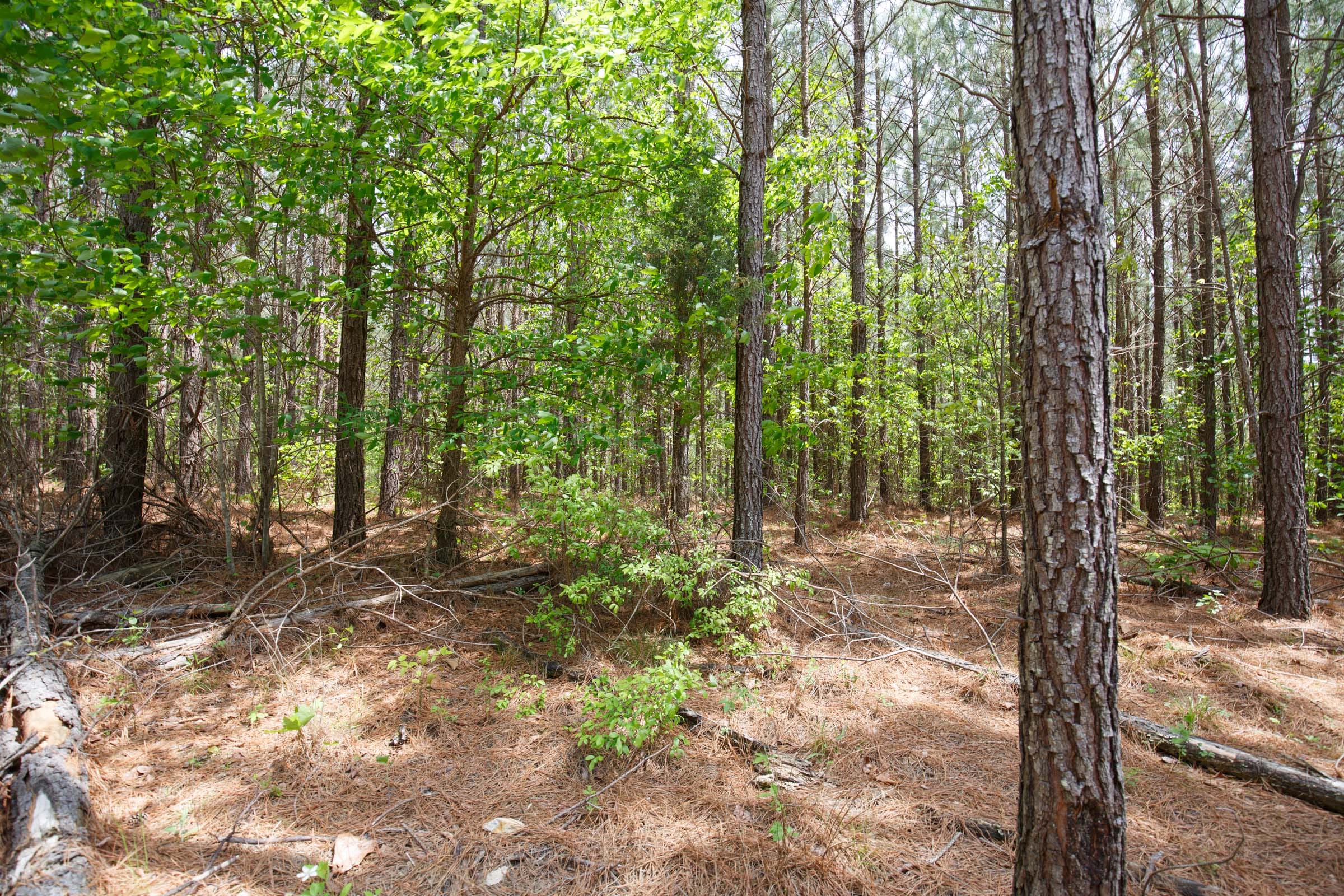 Red Barn Ranch Tract 63 photo 6