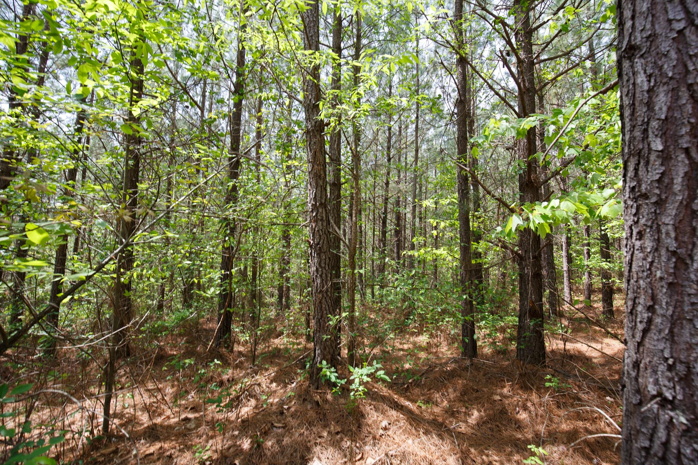 Red Barn Ranch Tract 63 photo 9
