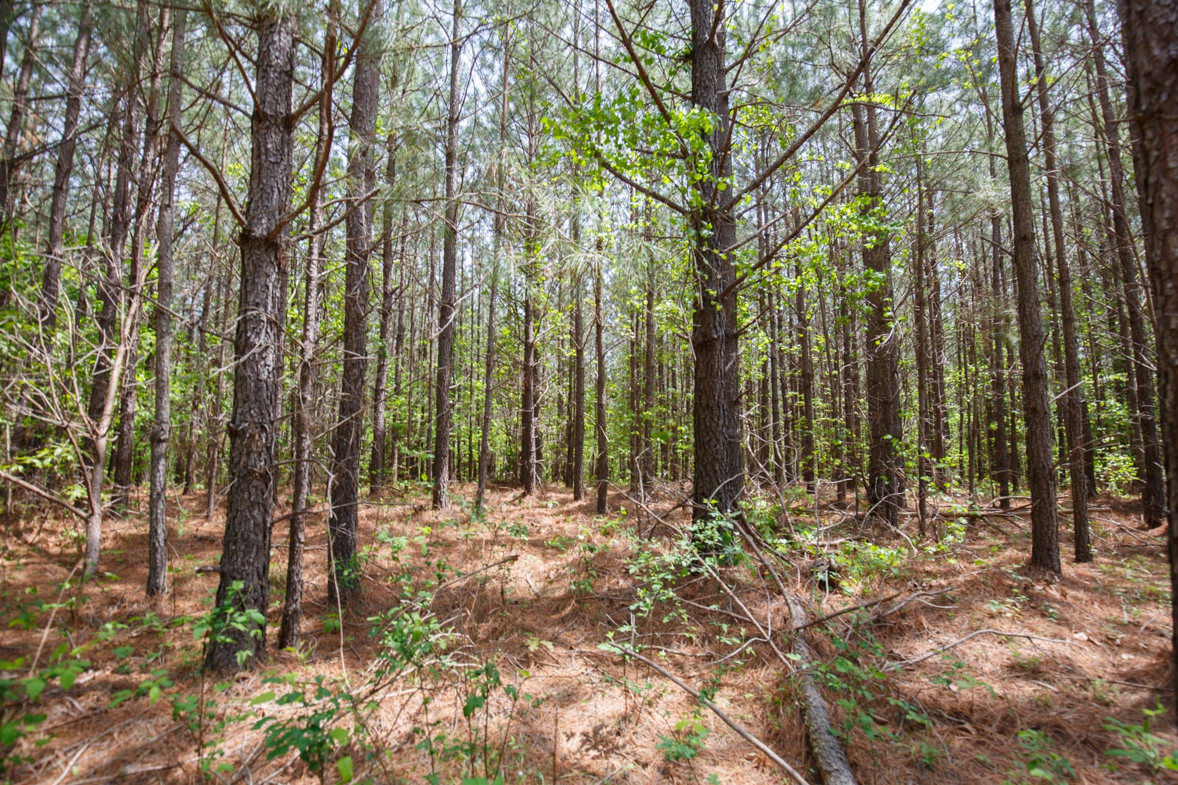 Red Barn Ranch Tract 63 photo 10
