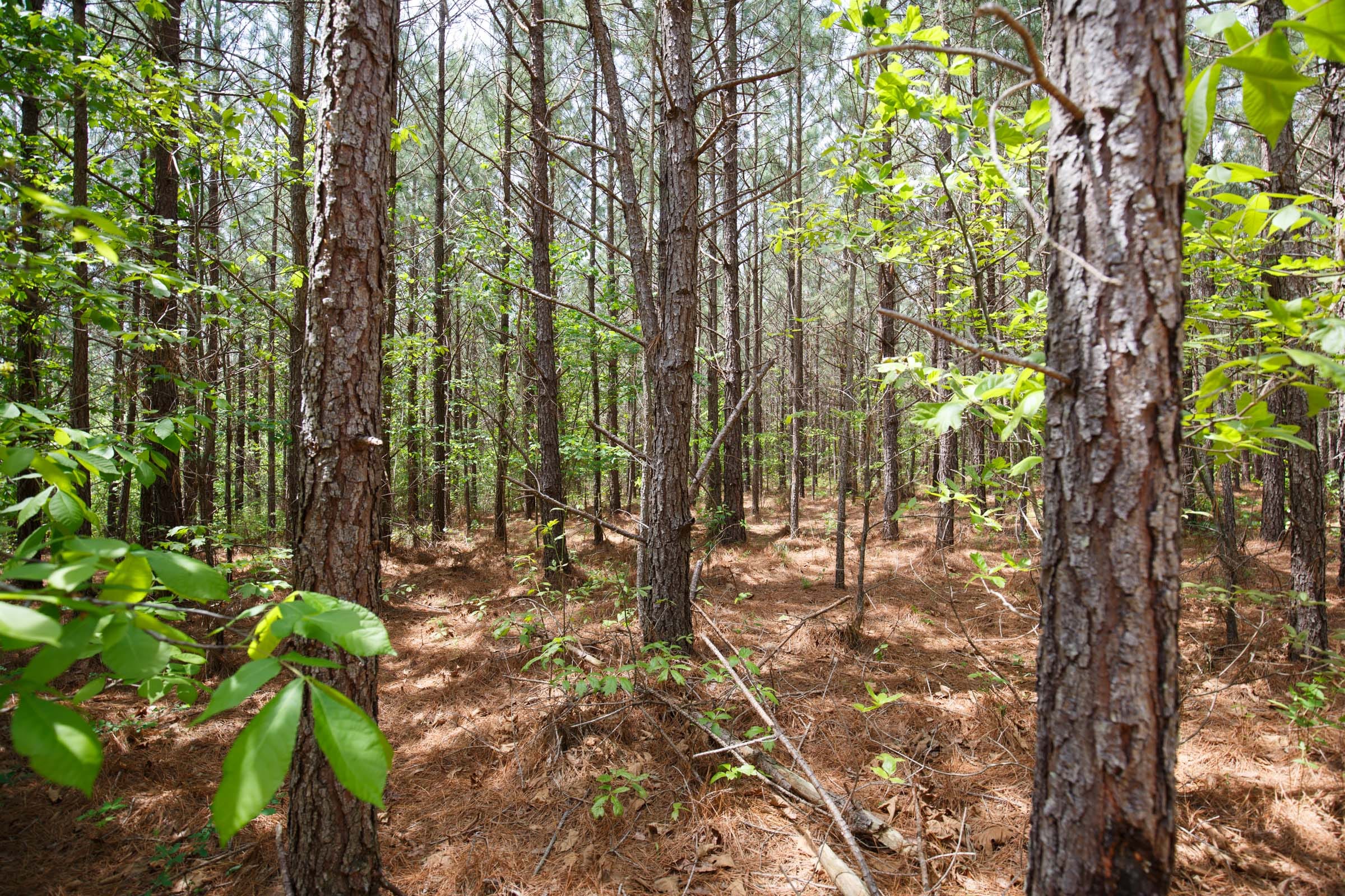 Red Barn Ranch Tract 63 photo 12