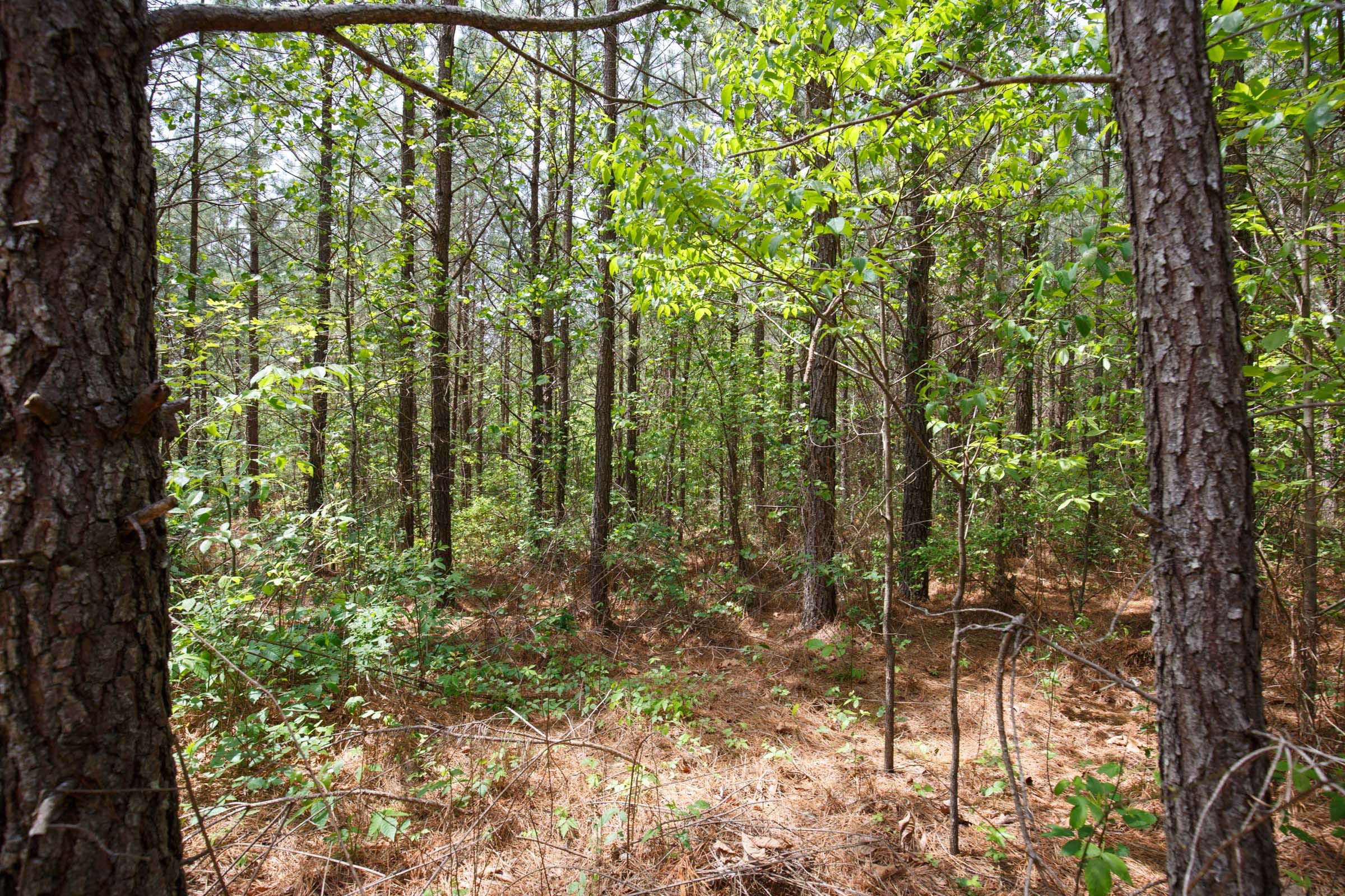 Red Barn Ranch Tract 63 photo 13