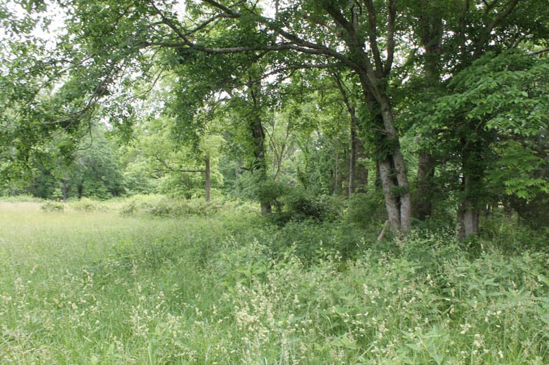 Cedar Ridge Ranch Tract 40 photo 3
