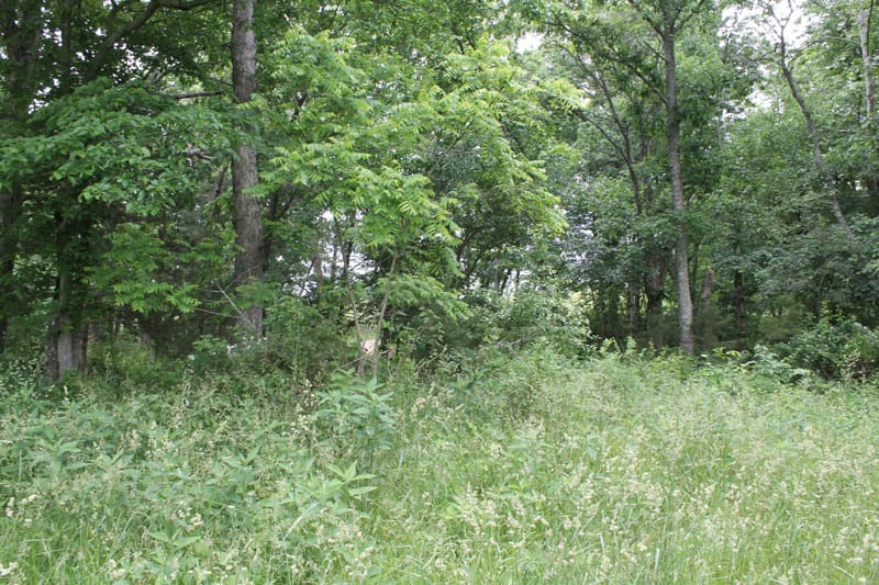 Cedar Ridge Ranch Tract 40 photo 4