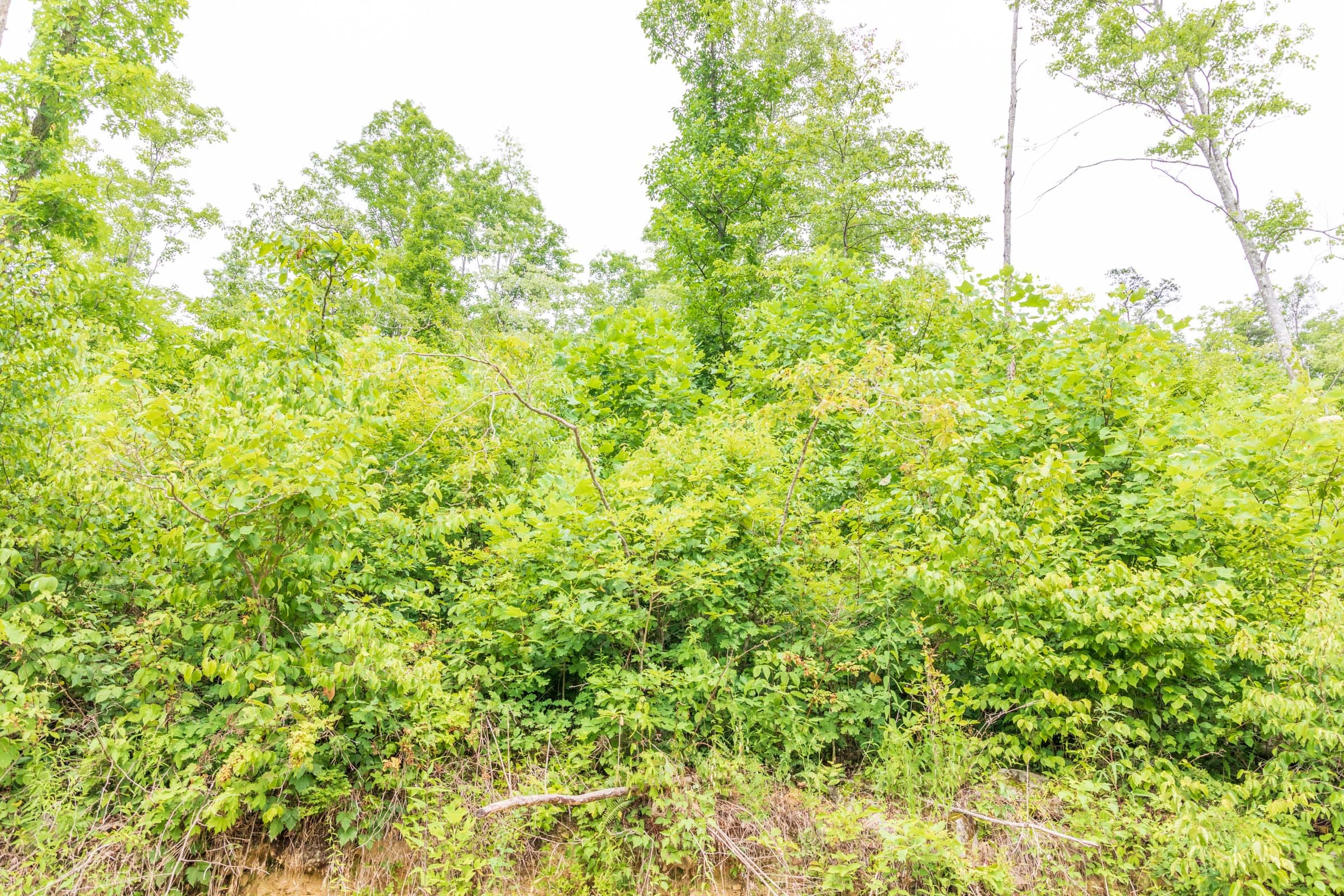 River’s Edge Tract 33 photo 4