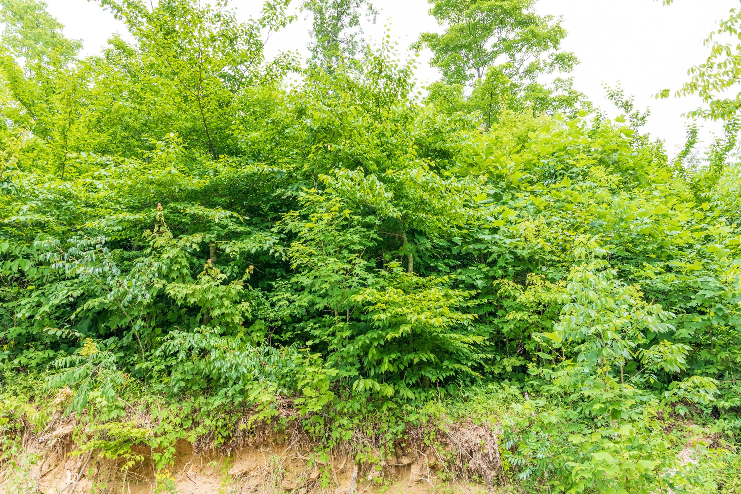 River’s Edge Tract 33 photo 5