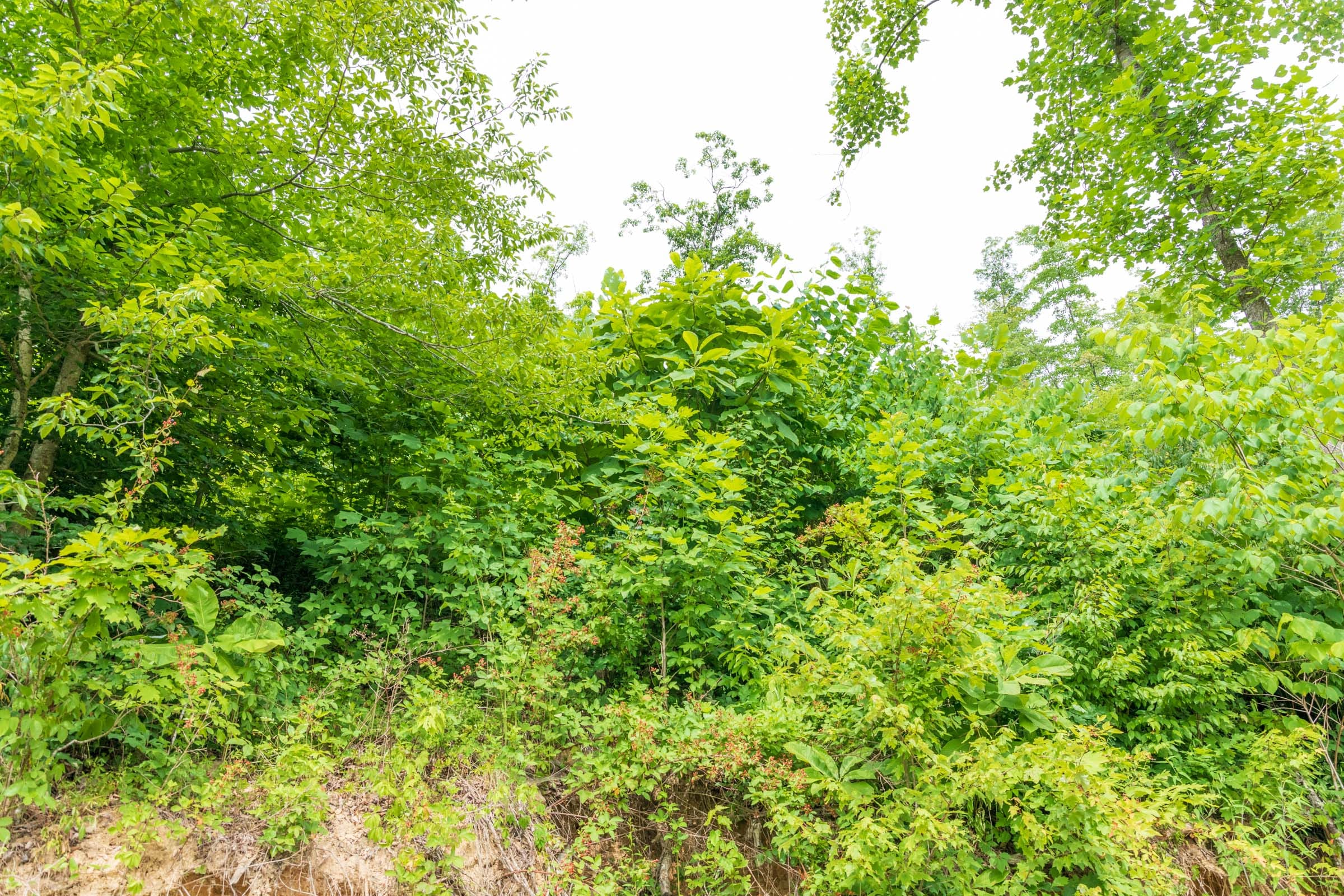 River’s Edge Tract 33 photo 7