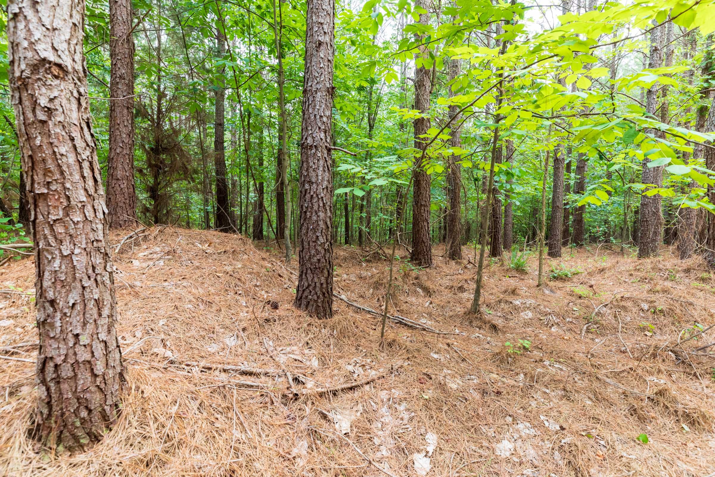 Whiskey Ridge Tract 33 photo 3