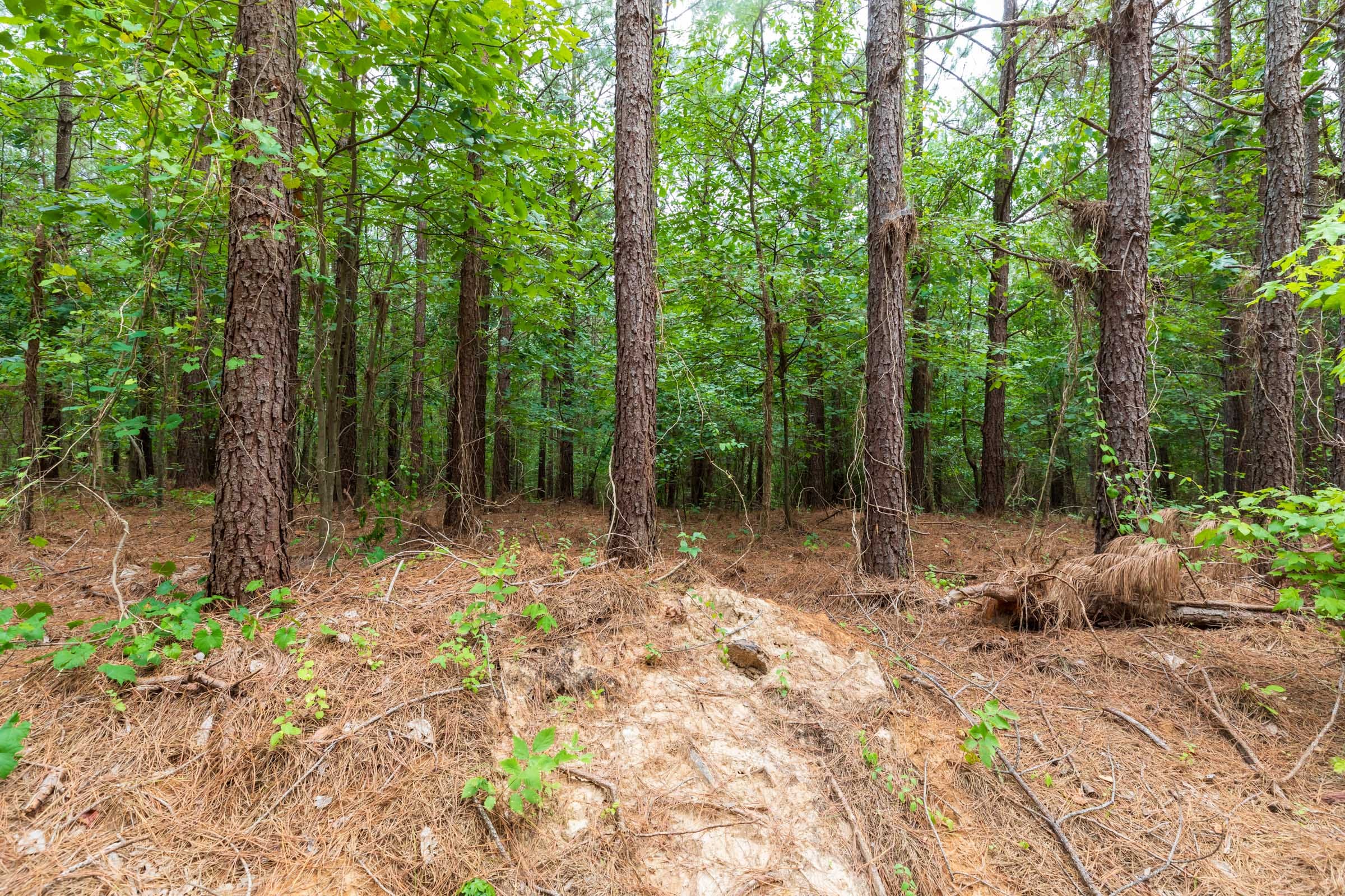 Whiskey Ridge Tract 33 photo 1