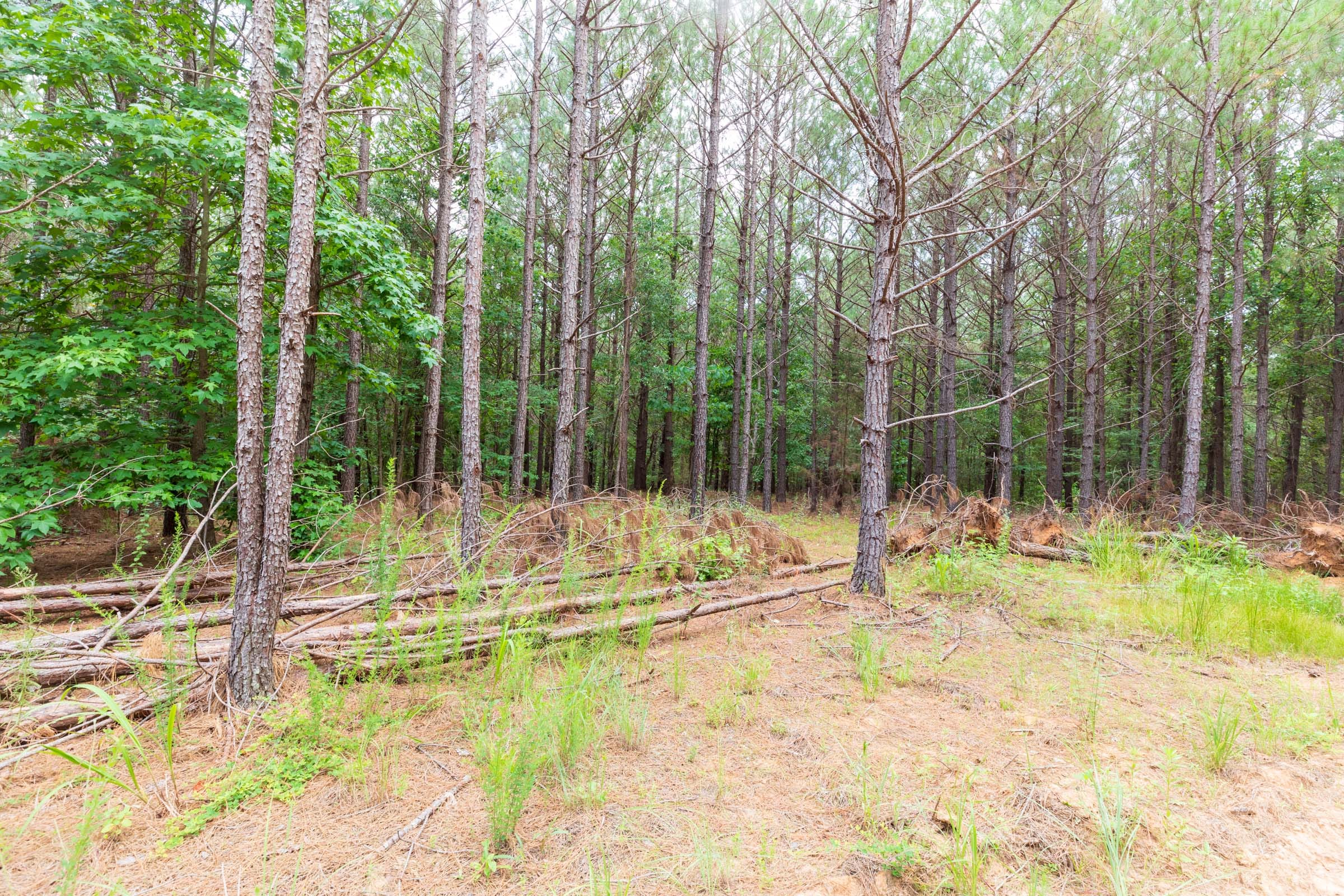 Whiskey Ridge Tract 33 photo 4