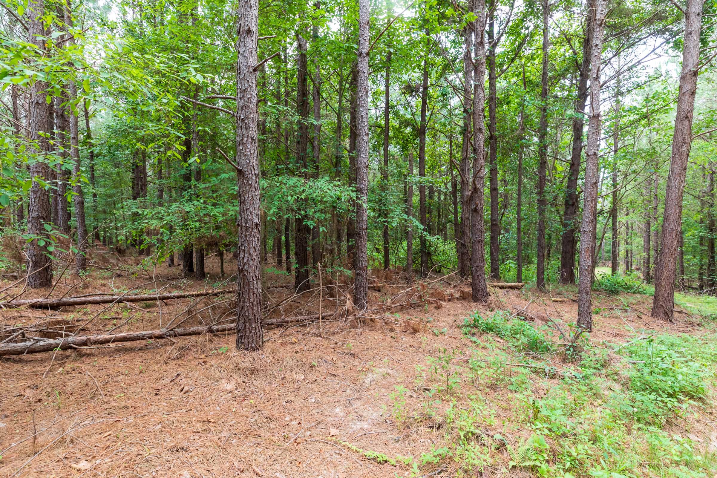 Whiskey Ridge Tract 33 photo 6