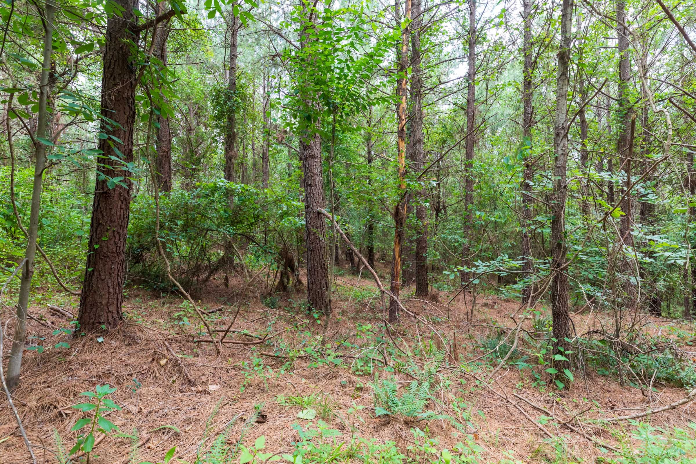 Whiskey Ridge Tract 33 photo 5