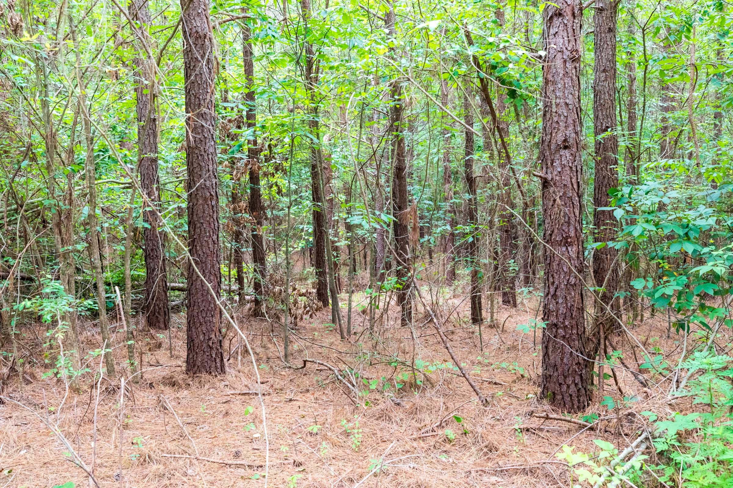 Whiskey Ridge Tract 33 photo 8