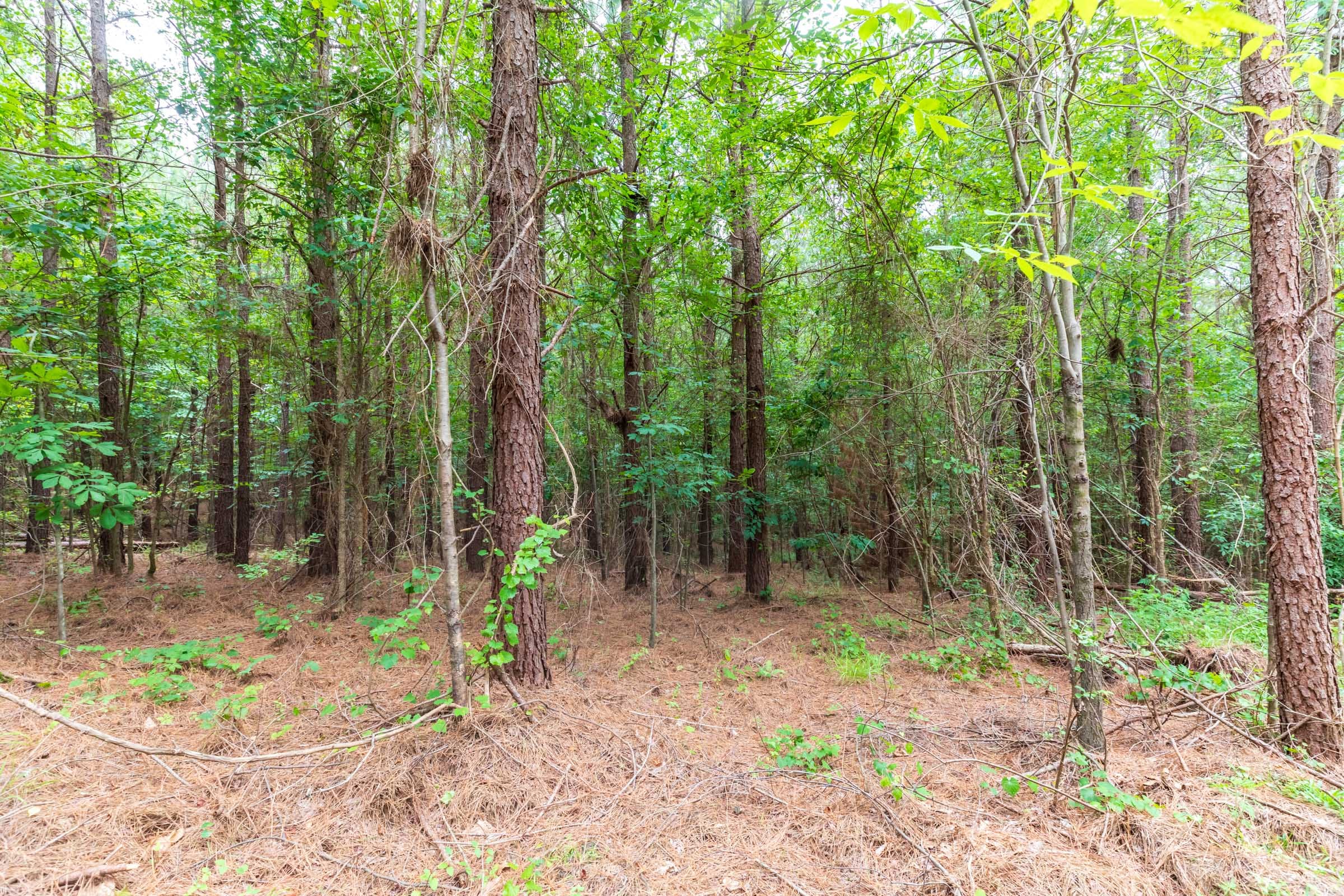 Whiskey Ridge Tract 33 photo 10