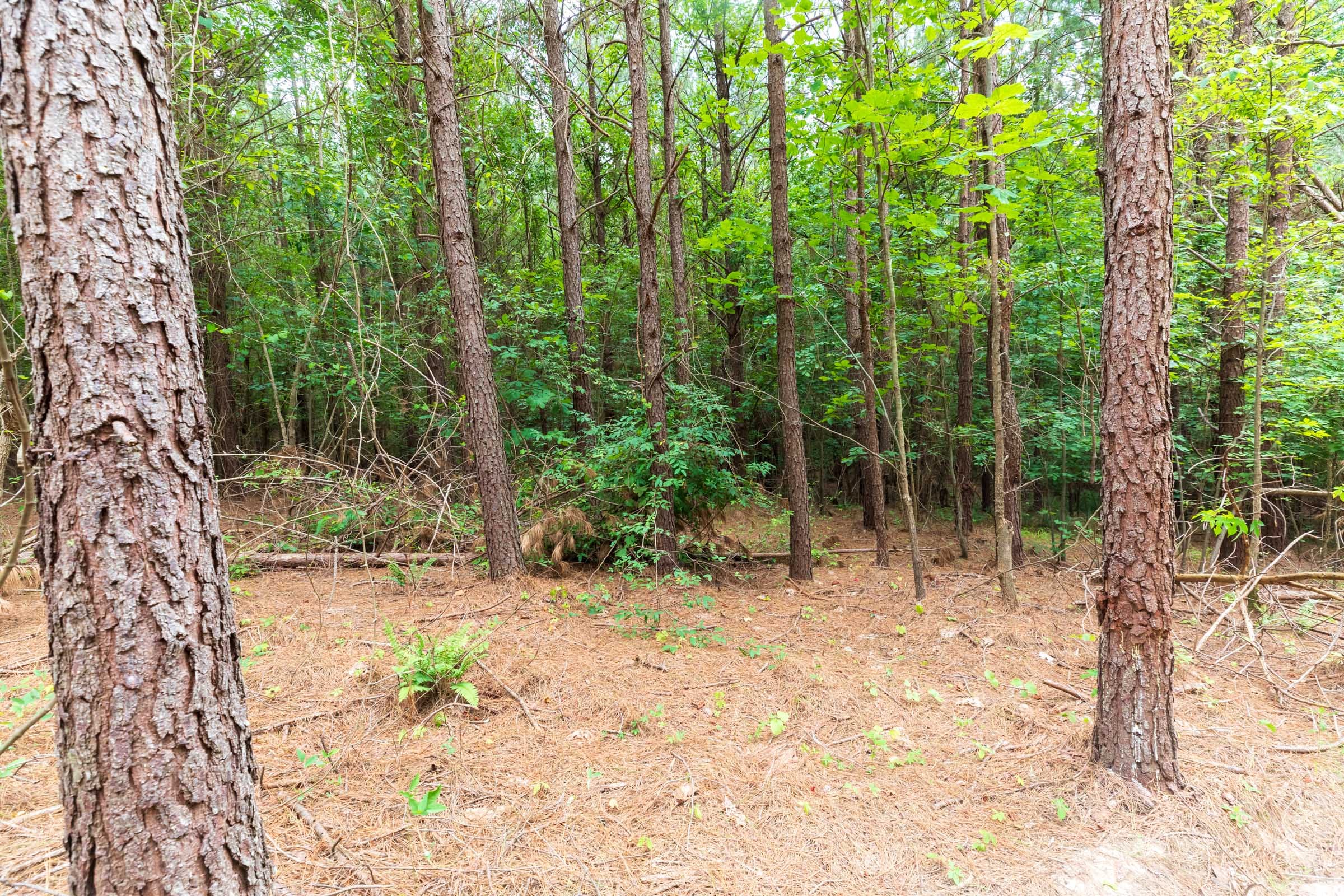 Whiskey Ridge Tract 33 photo 12