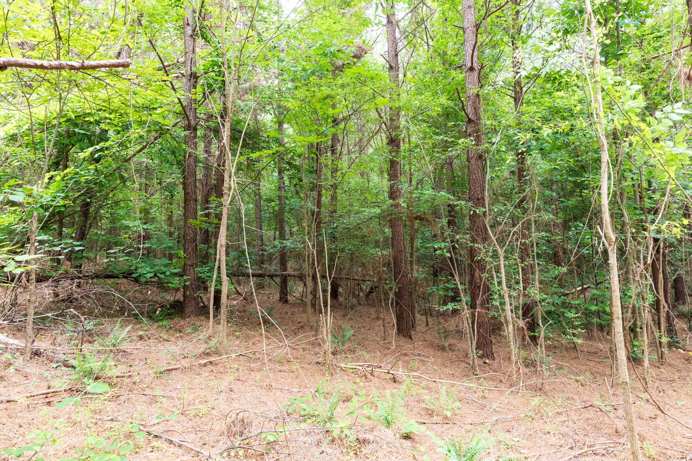 Whiskey Ridge Tract 33 photo 14