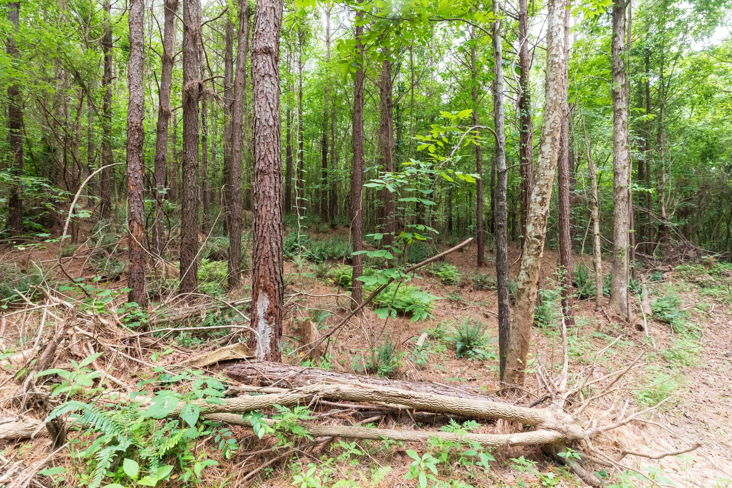 Whiskey Ridge Tract 33 photo 11