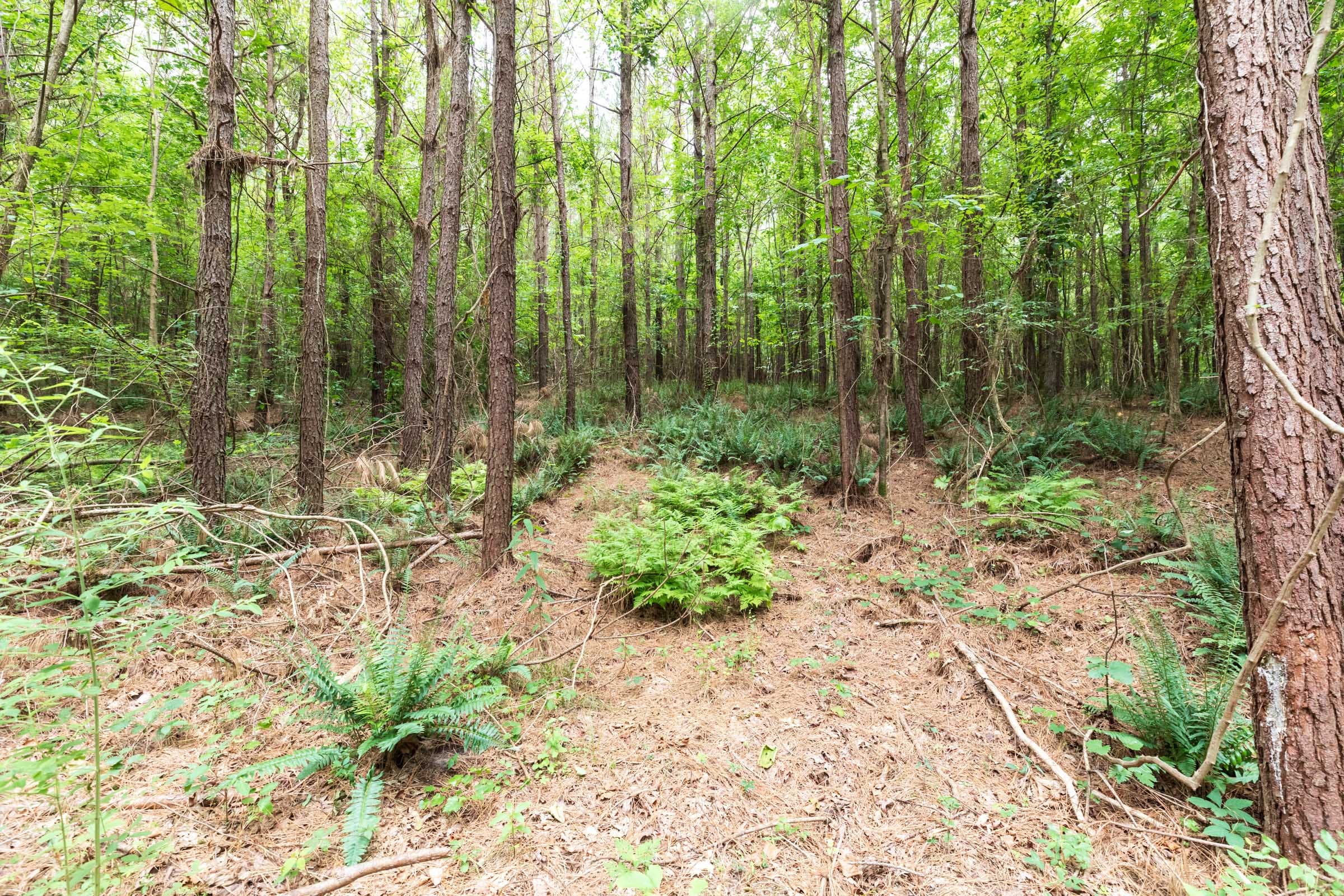 Whiskey Ridge Tract 33 photo 13