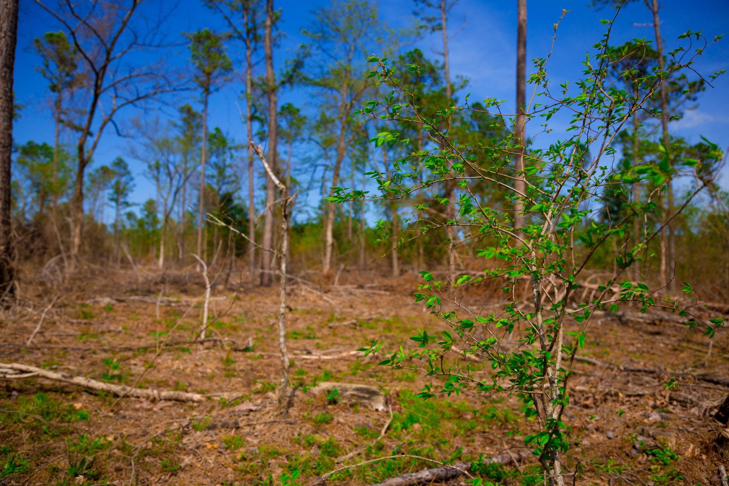 Stone Creek Phase II Tract 252 photo 6